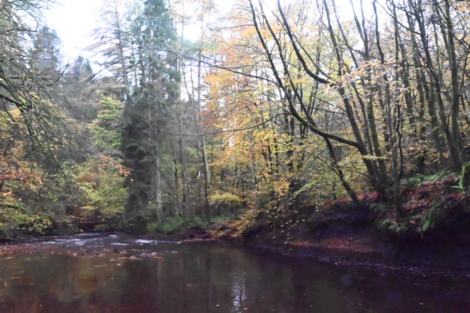 Autum Woods