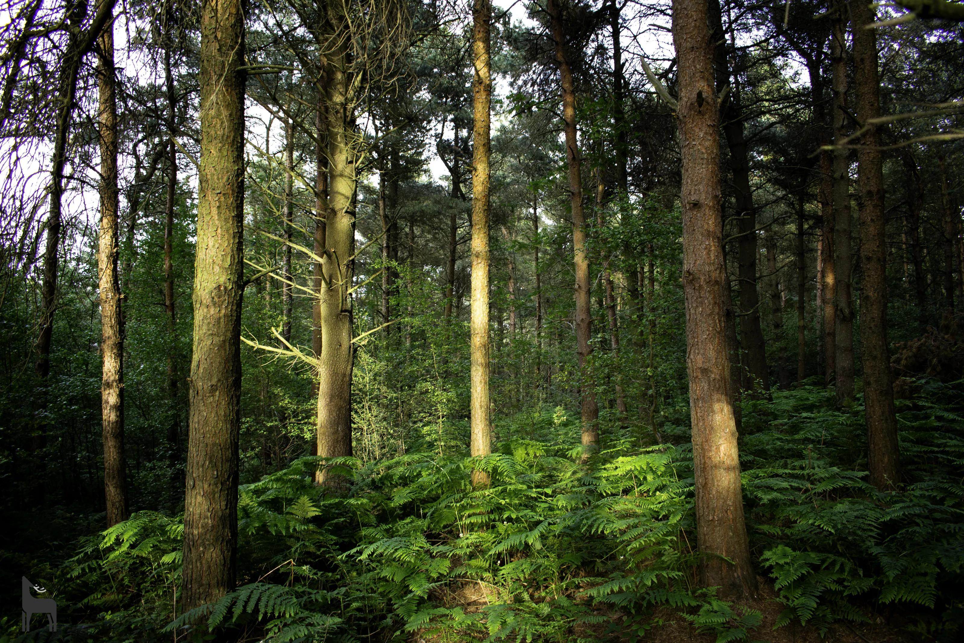 English Woodland