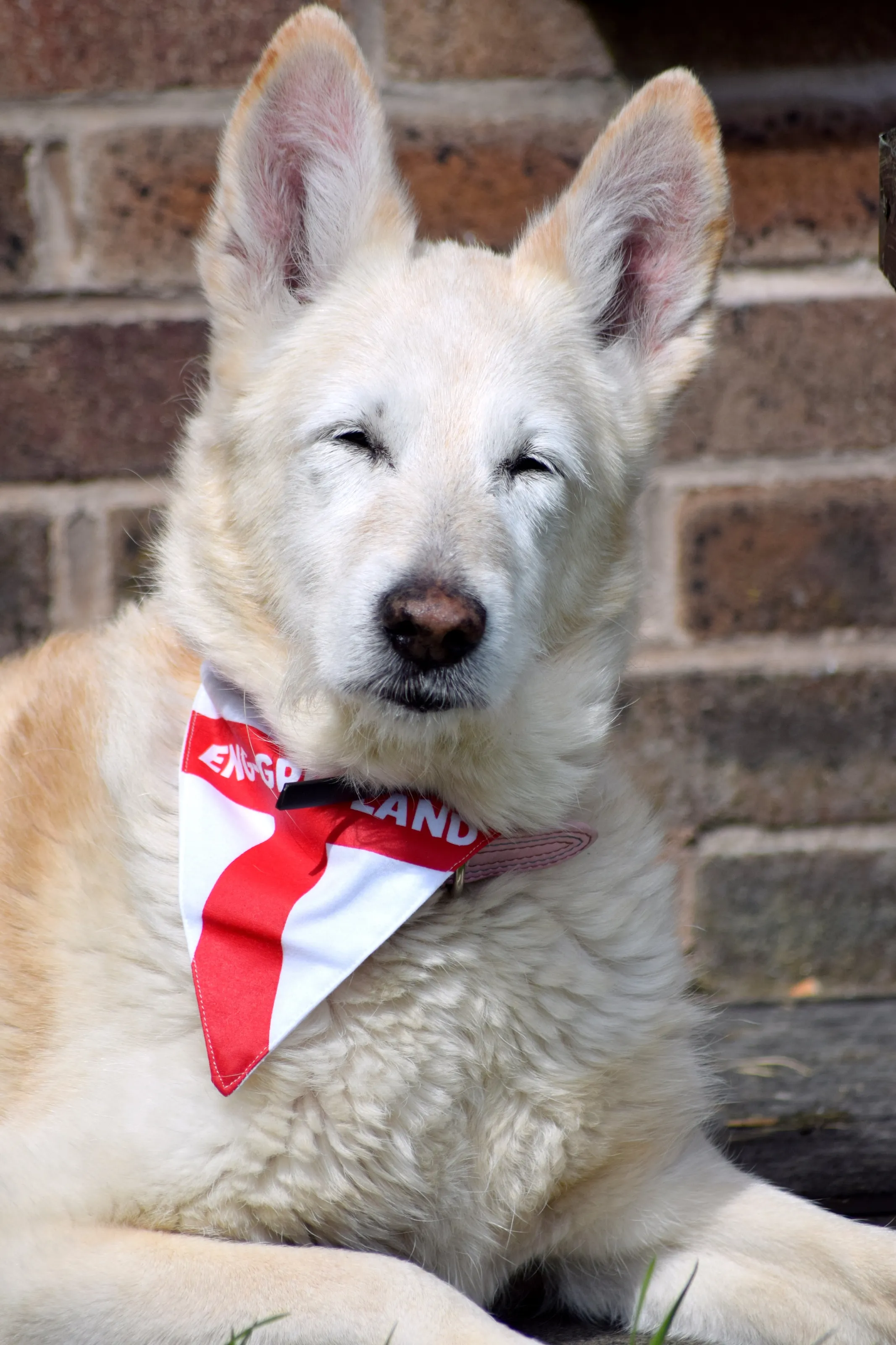 Grace the Dog