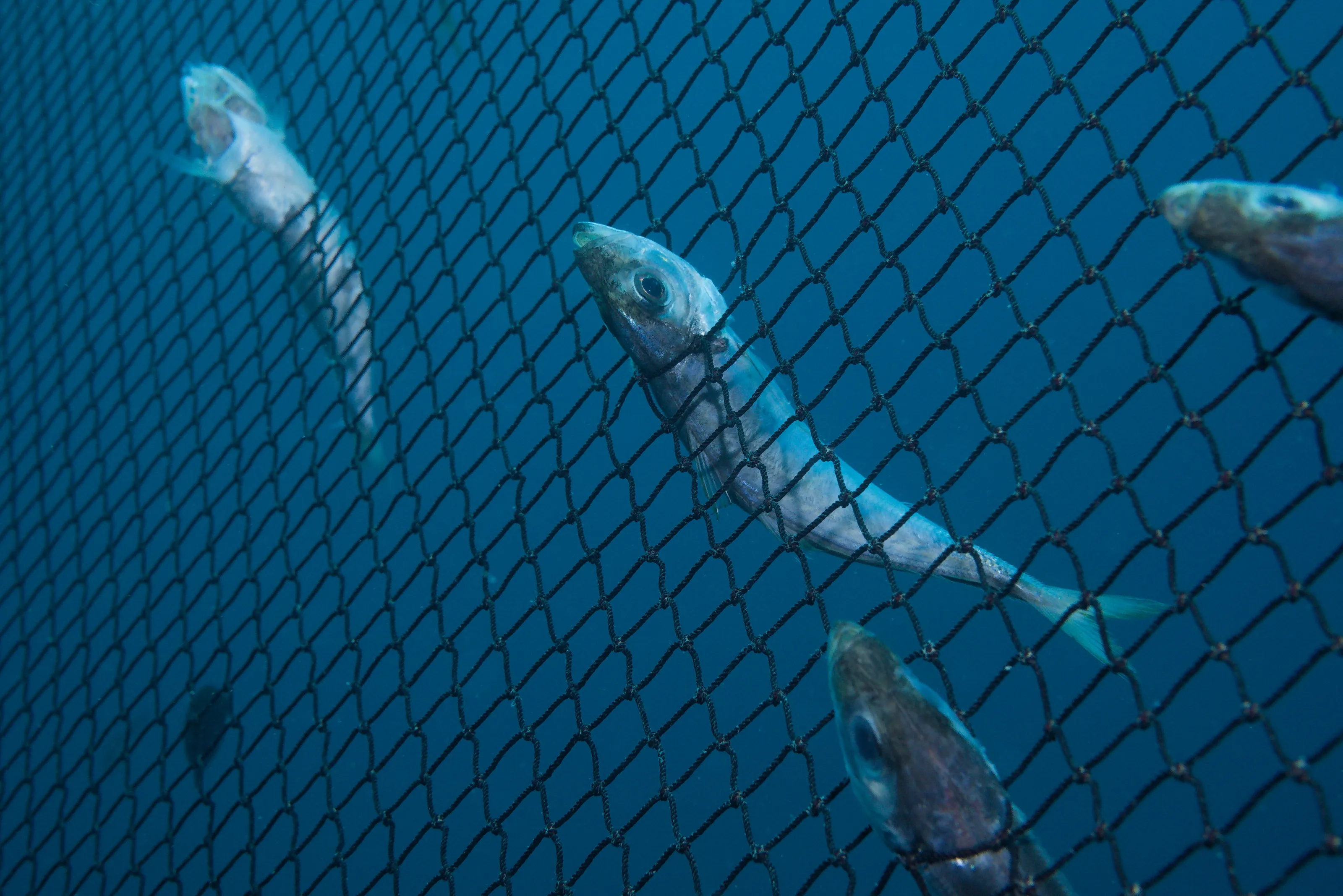 Fishing pressure