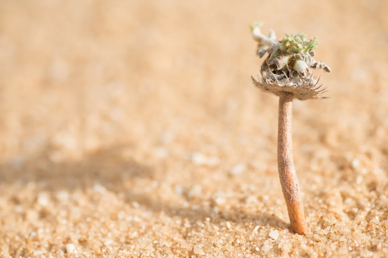 Neurada procumbens