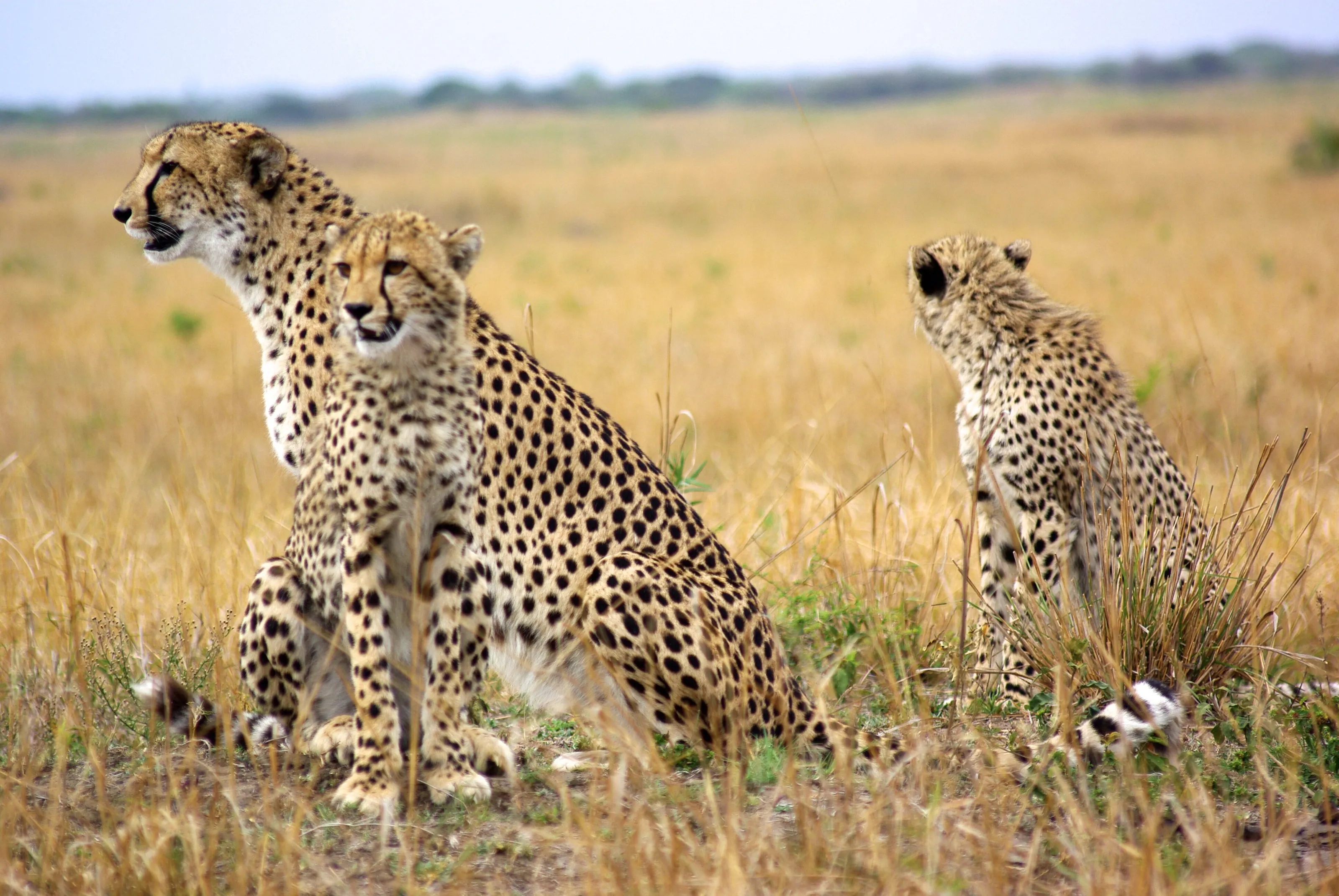 Cheetahs