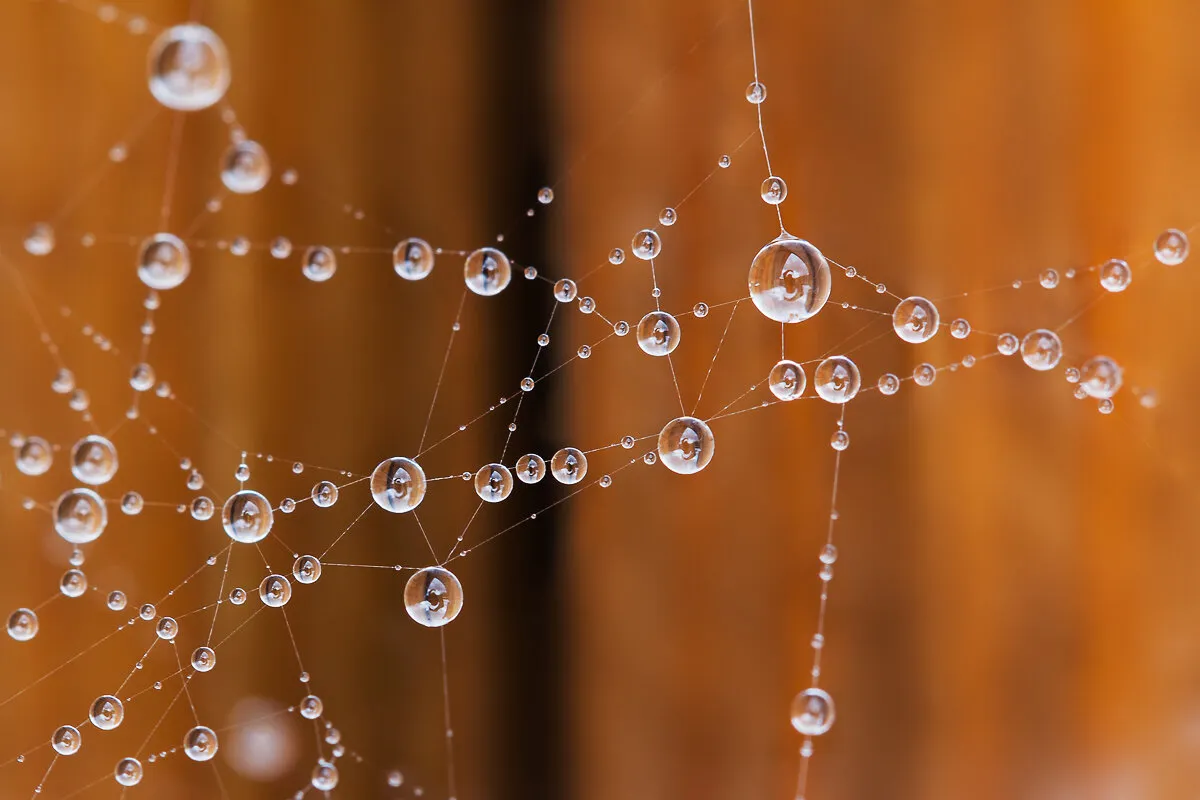 Spider web