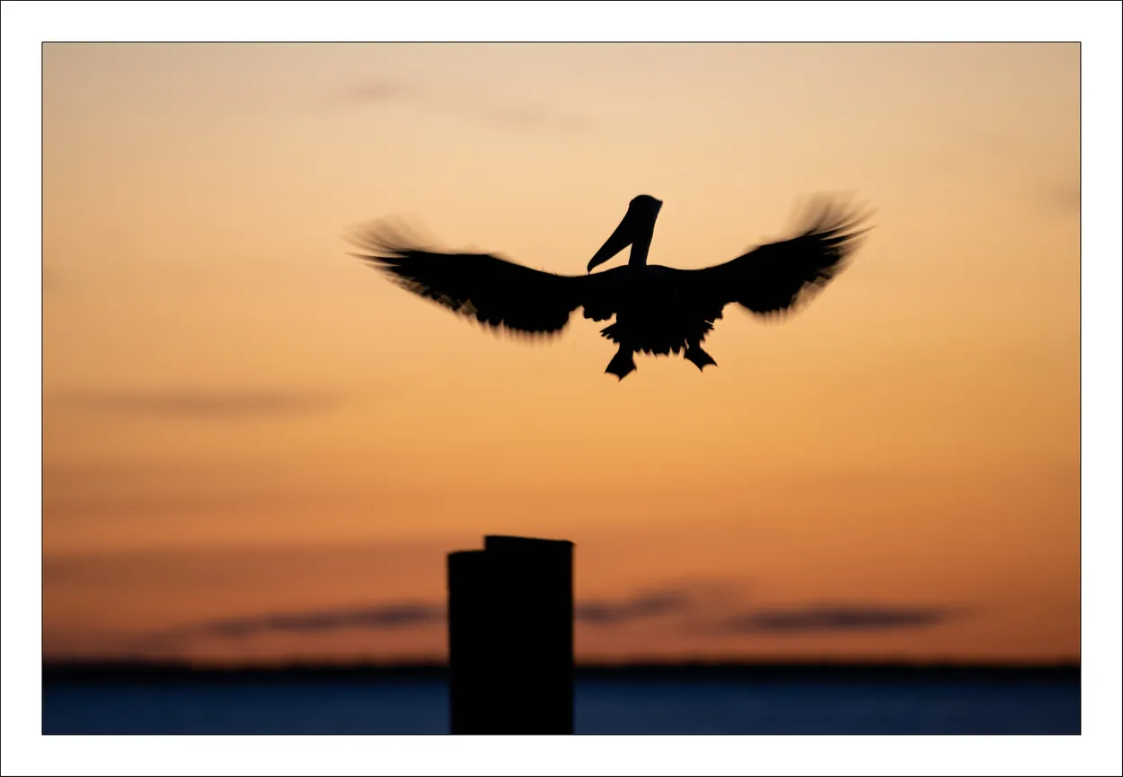 Timeless Flight Blue Hour Pelican 12.18.22
