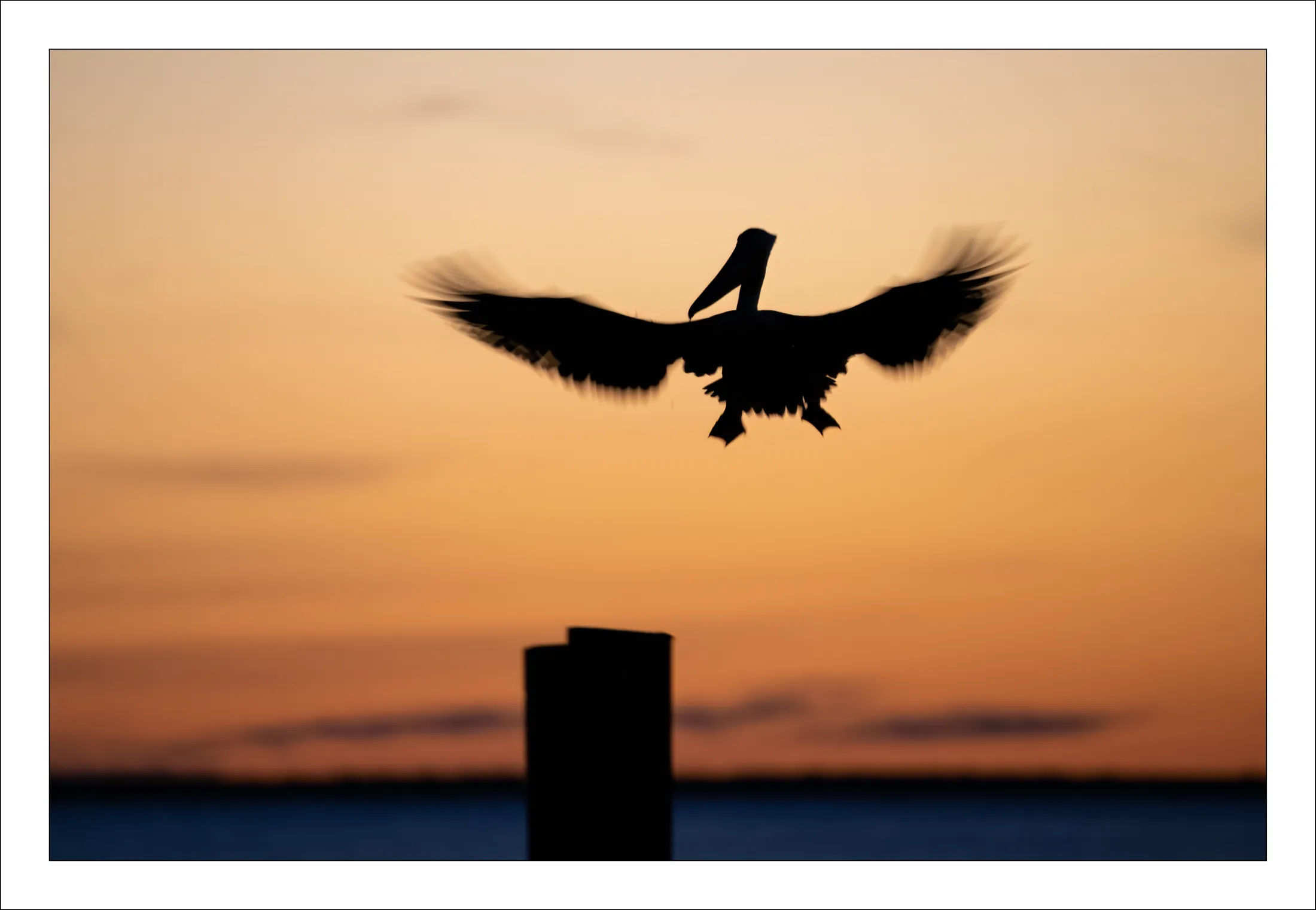 Timeless Flight Blue Hour Pelican 12.18.22