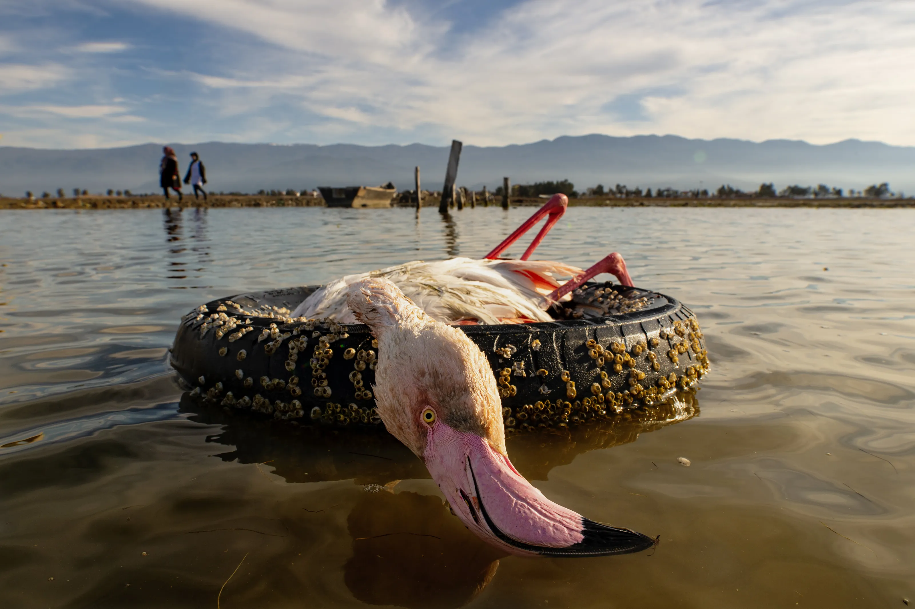 The bitter death of birds