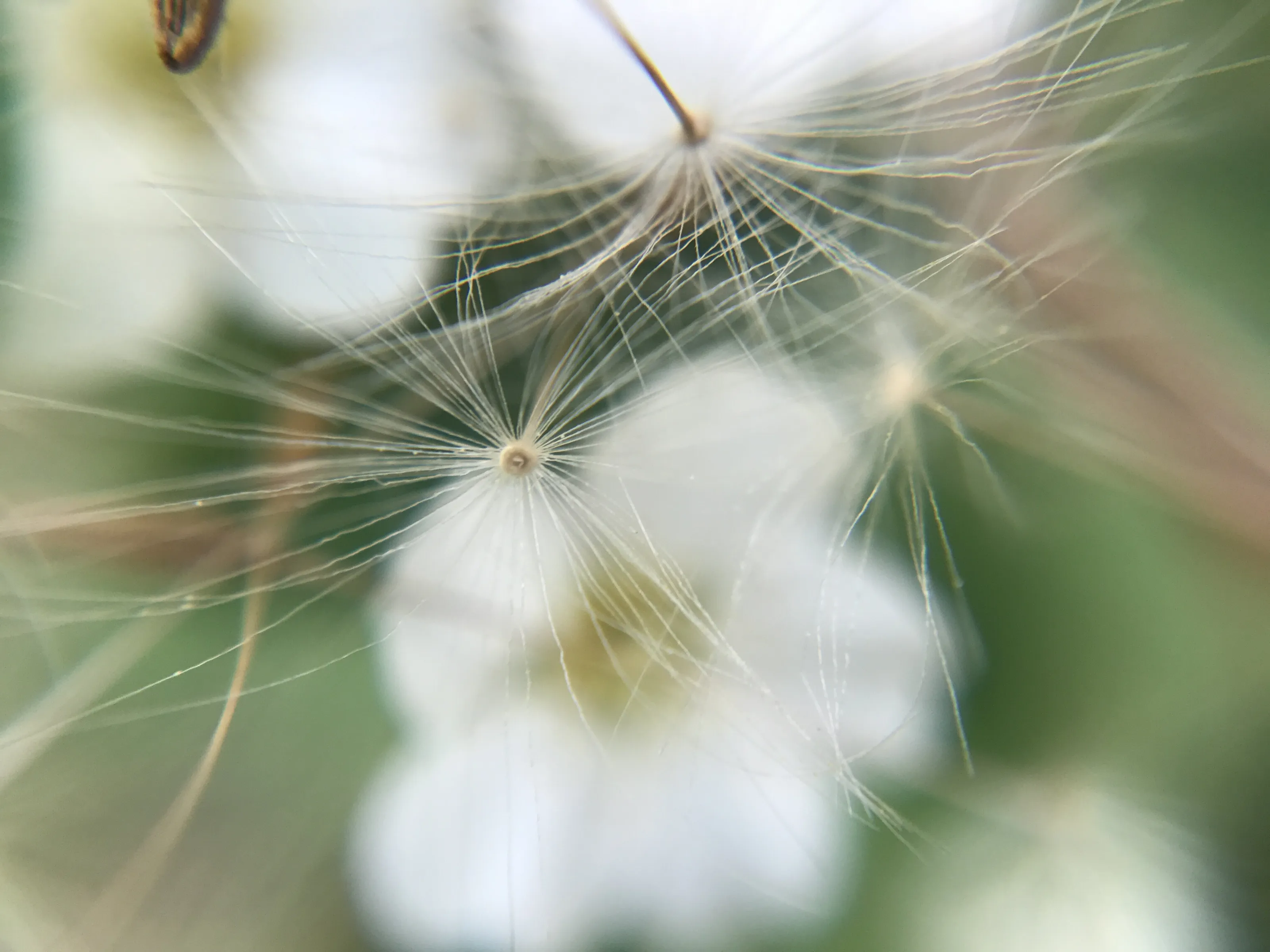 Dandelions