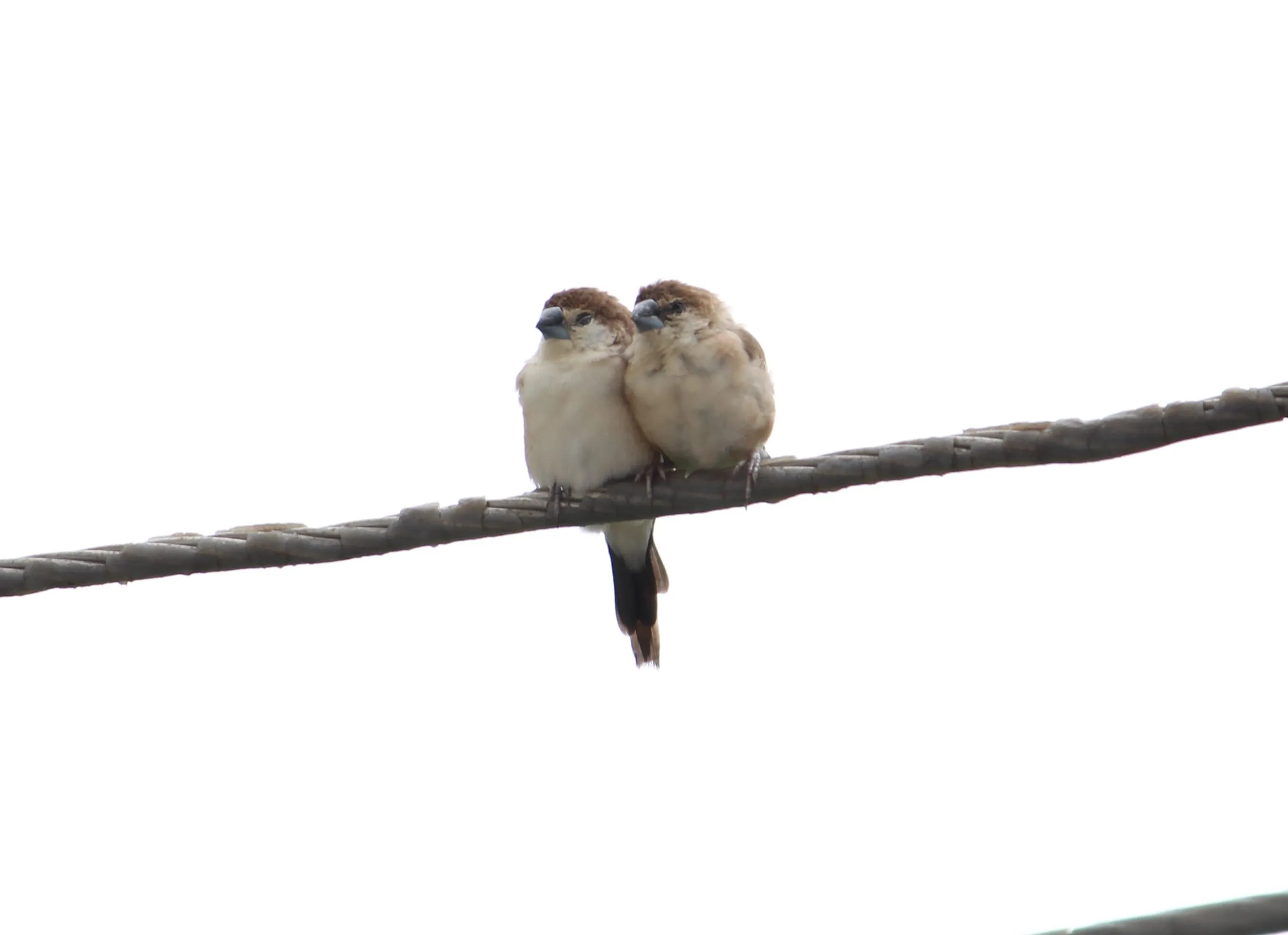 Nature Bond