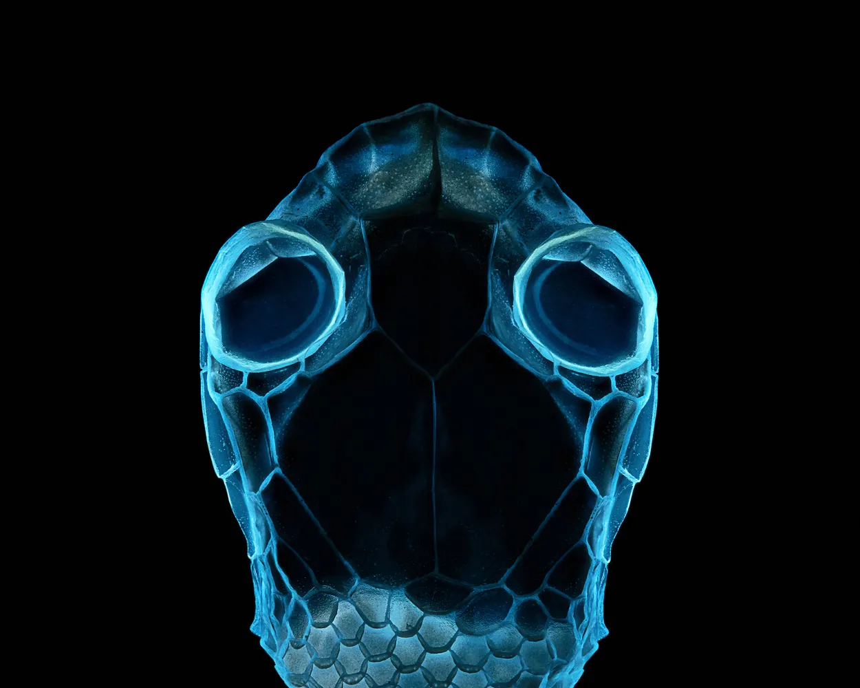Portrait of an alien.