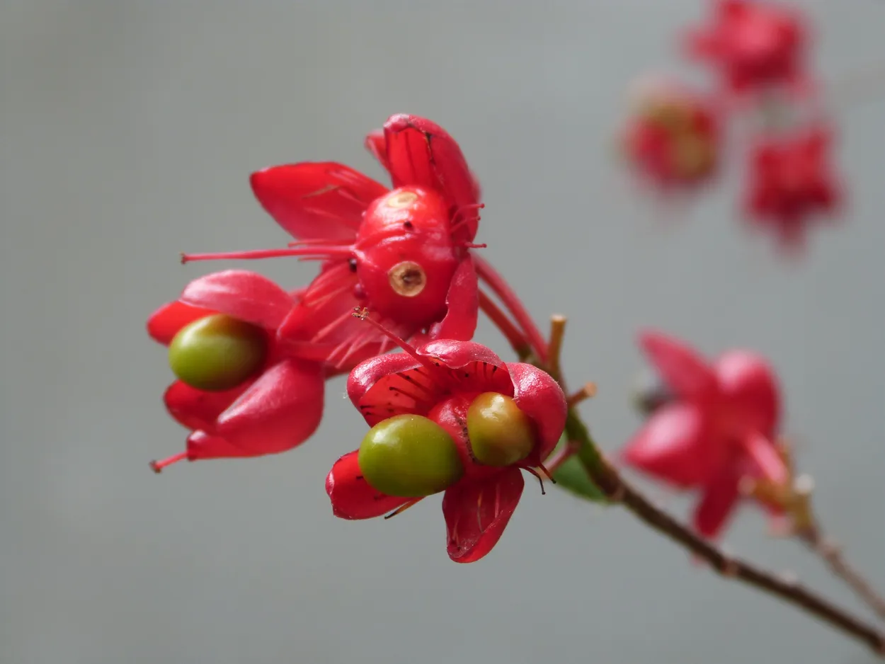 Entry 15006689