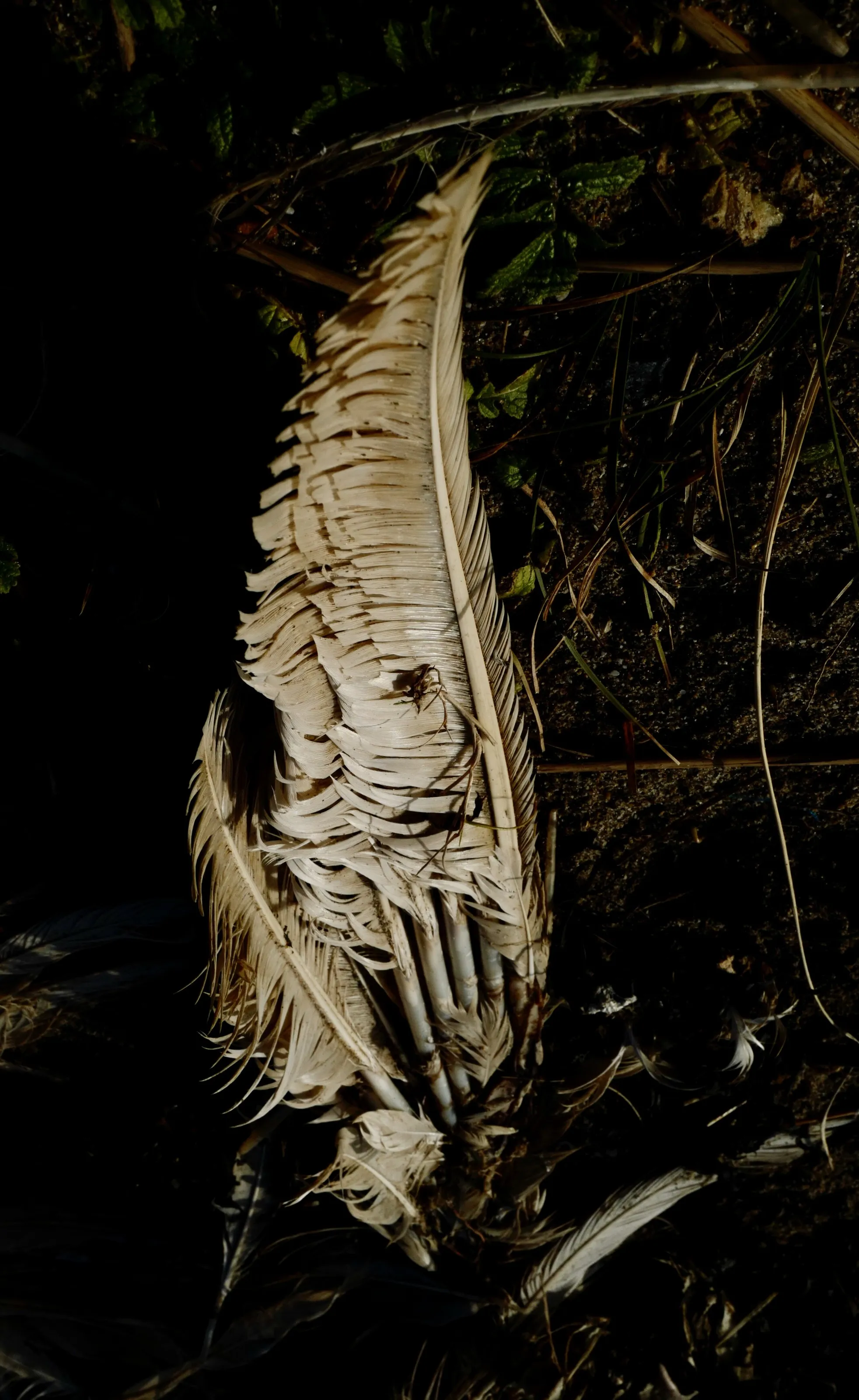 Gannet Wing