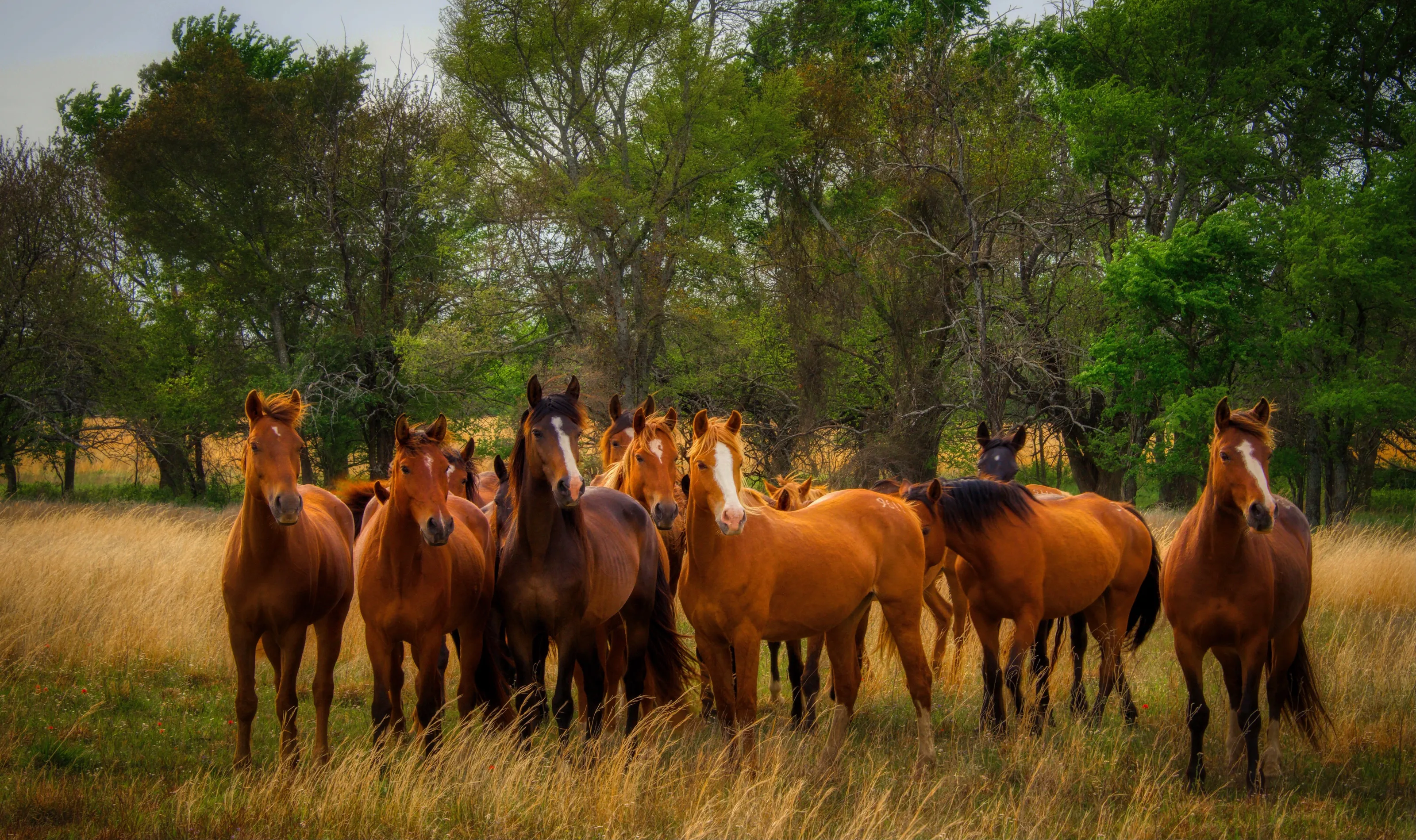 Attentive Mares