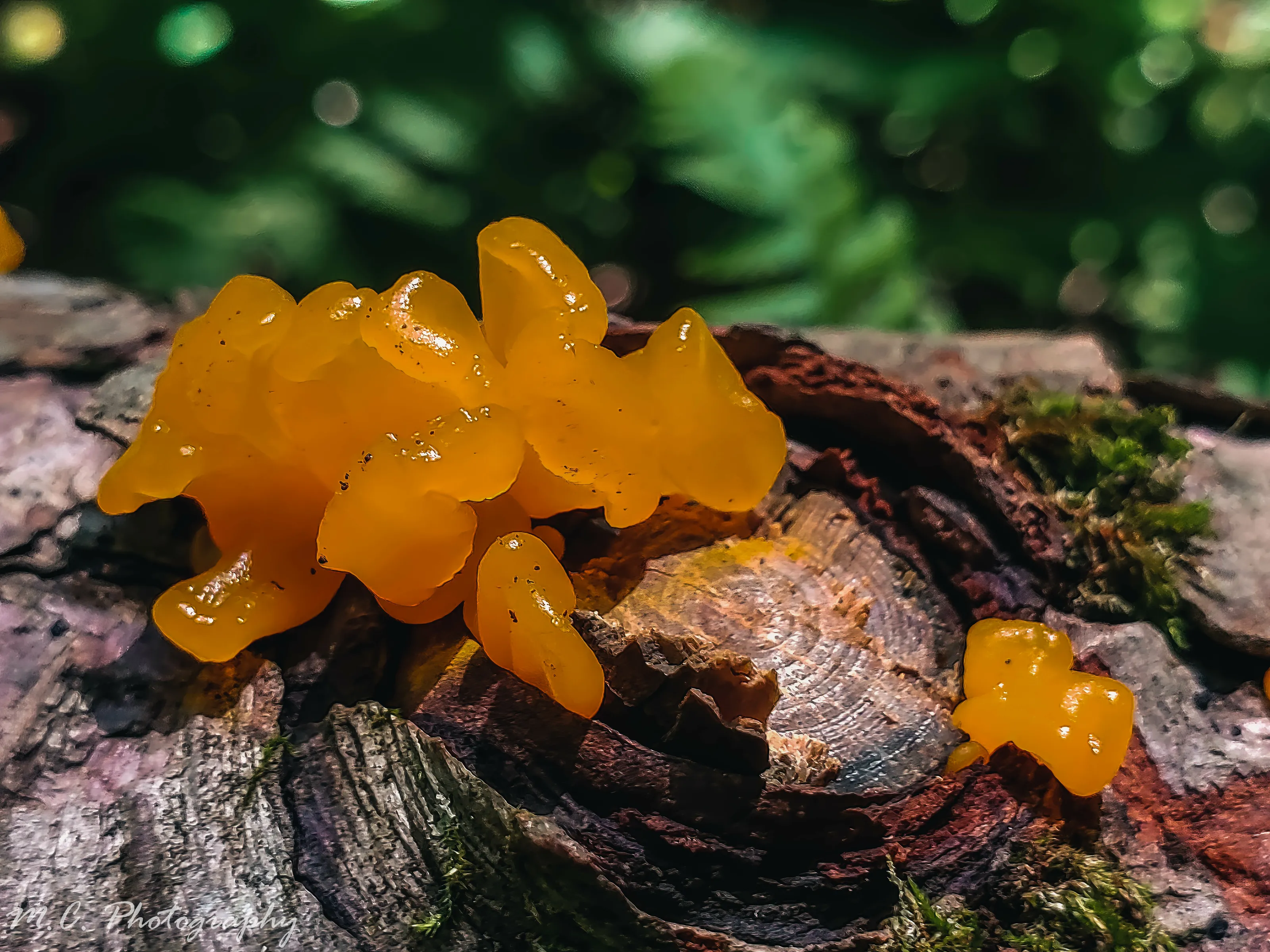 Orange Jelly Spot (Re-Edit)