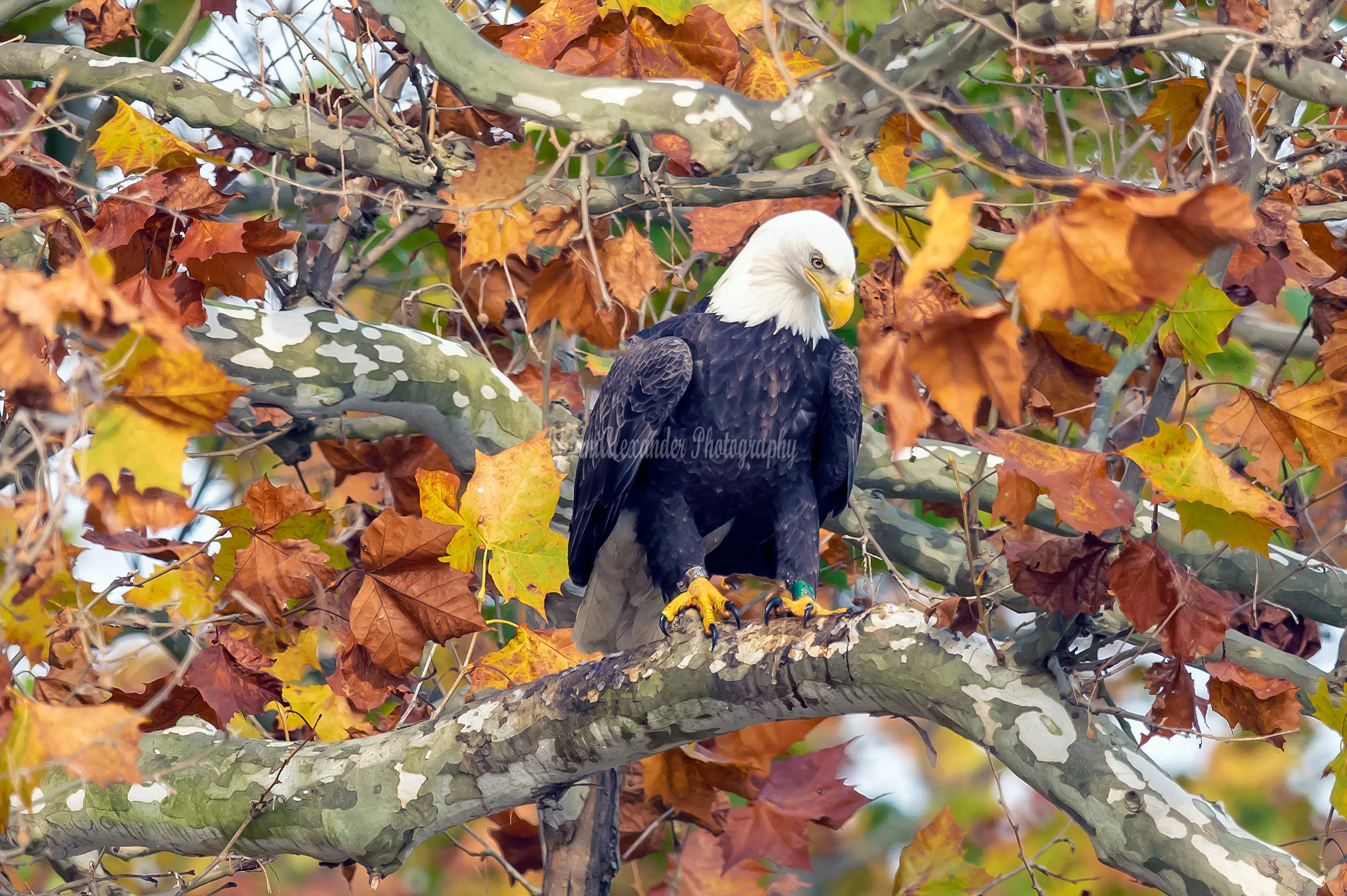 Bald eagle
