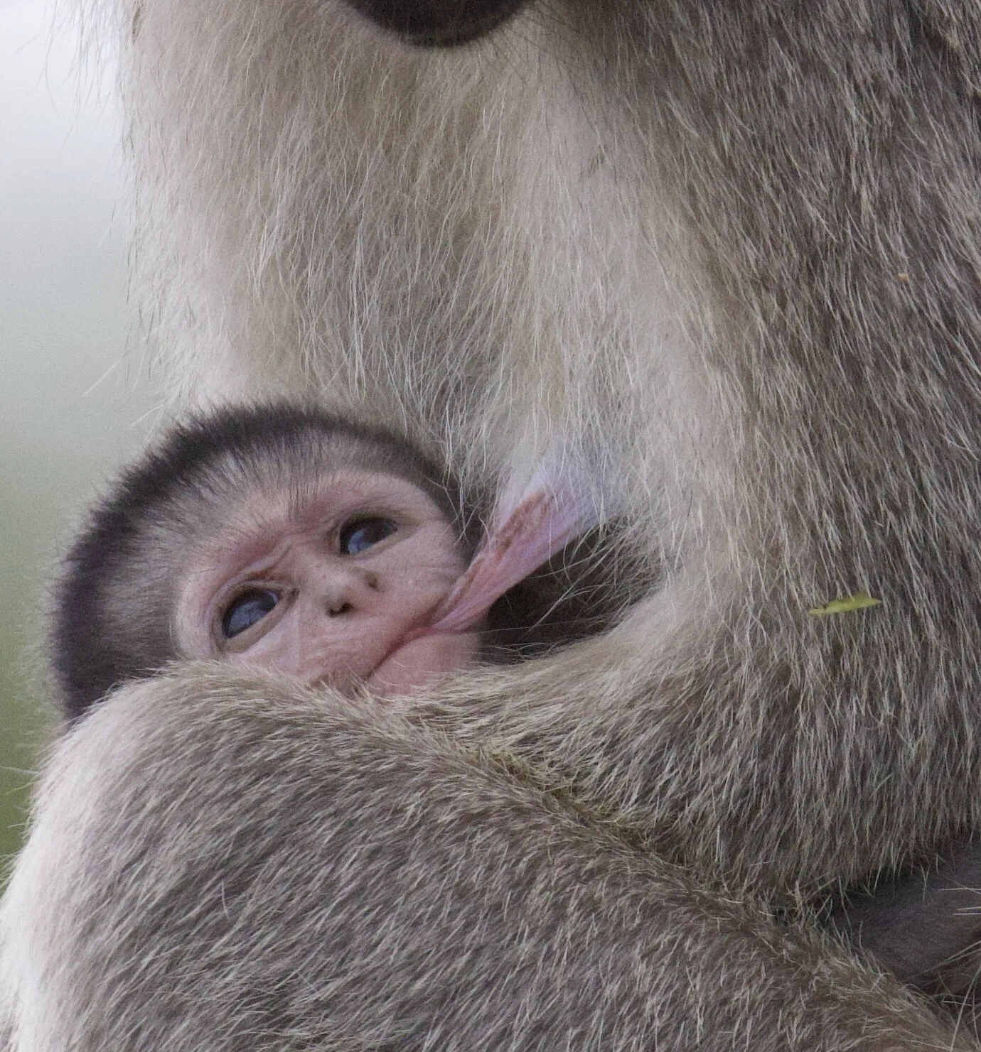 Baby vervet monkey suckling