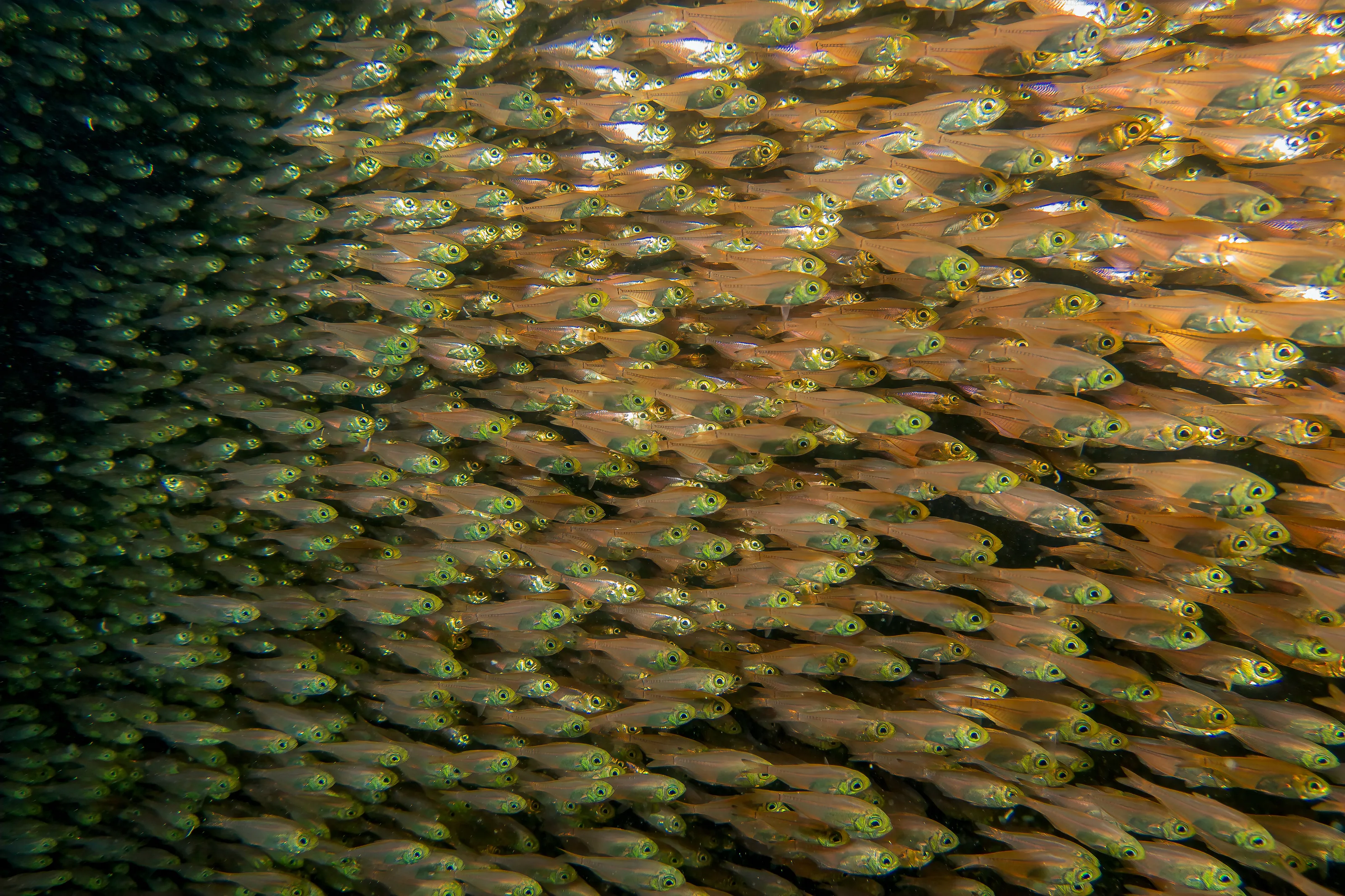 glass fish - or Pygmy sweepers Parapriacanthus ransonneti
