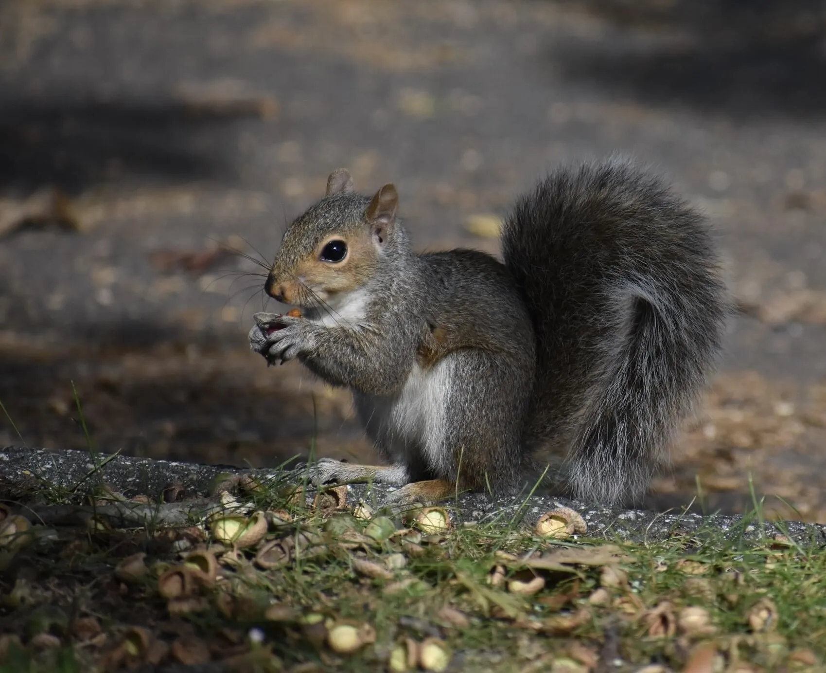 Gray Squirrel