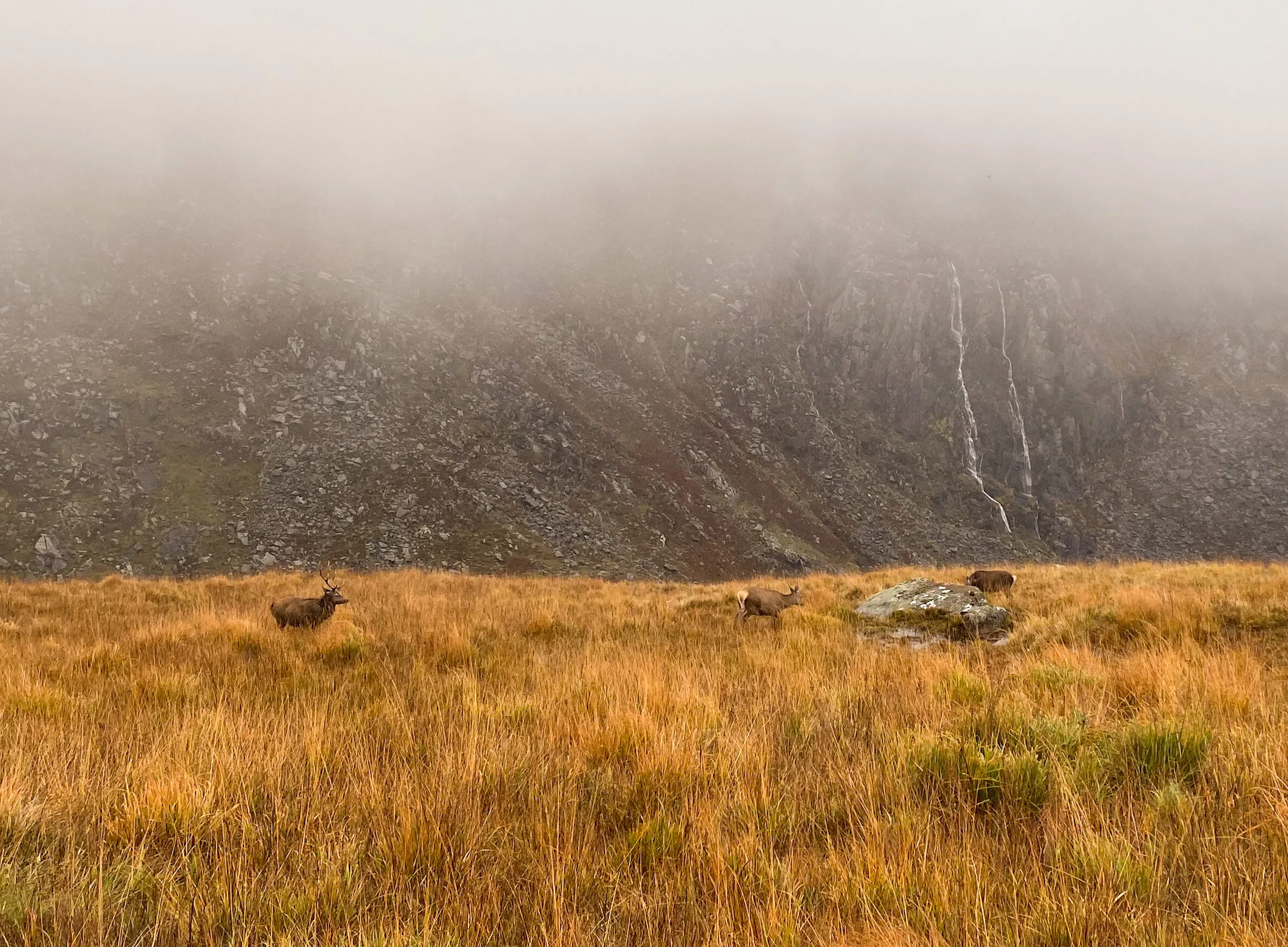 Deer in the mountains