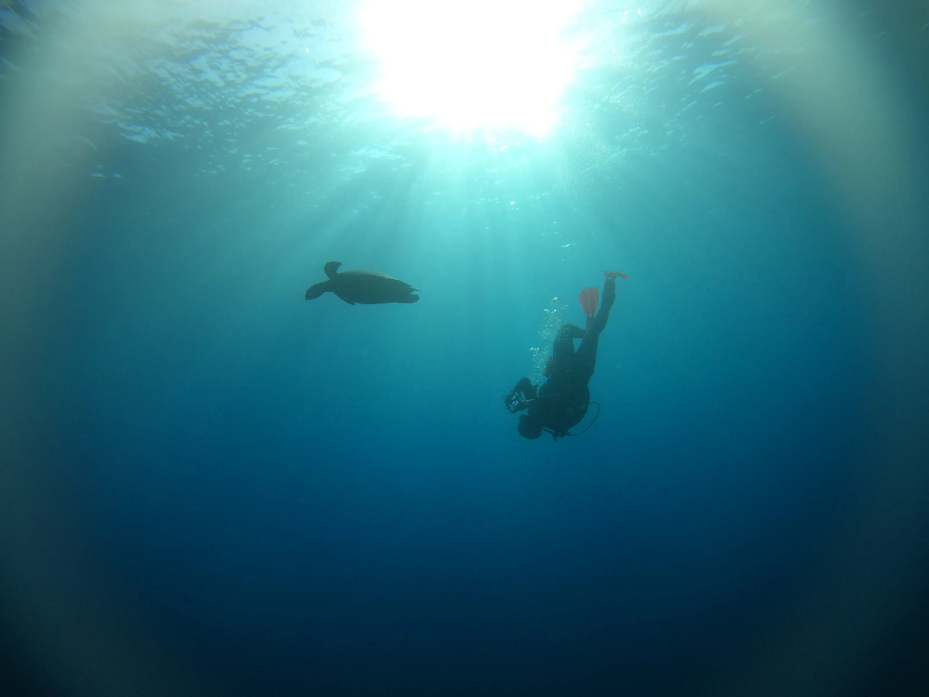 Dive buddies