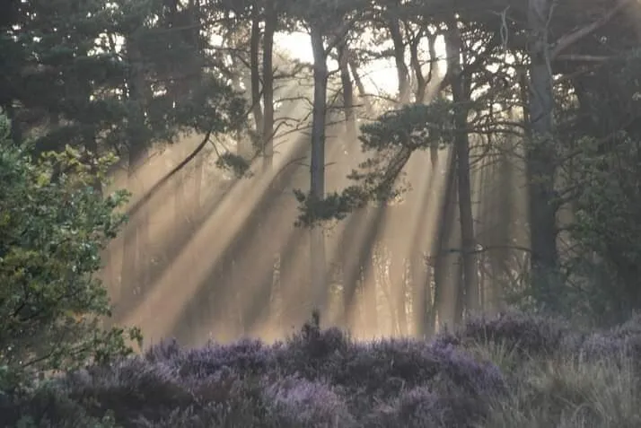 Sunbeams