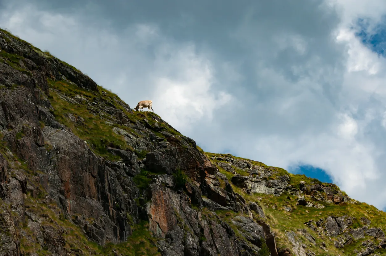 Entry 15036476