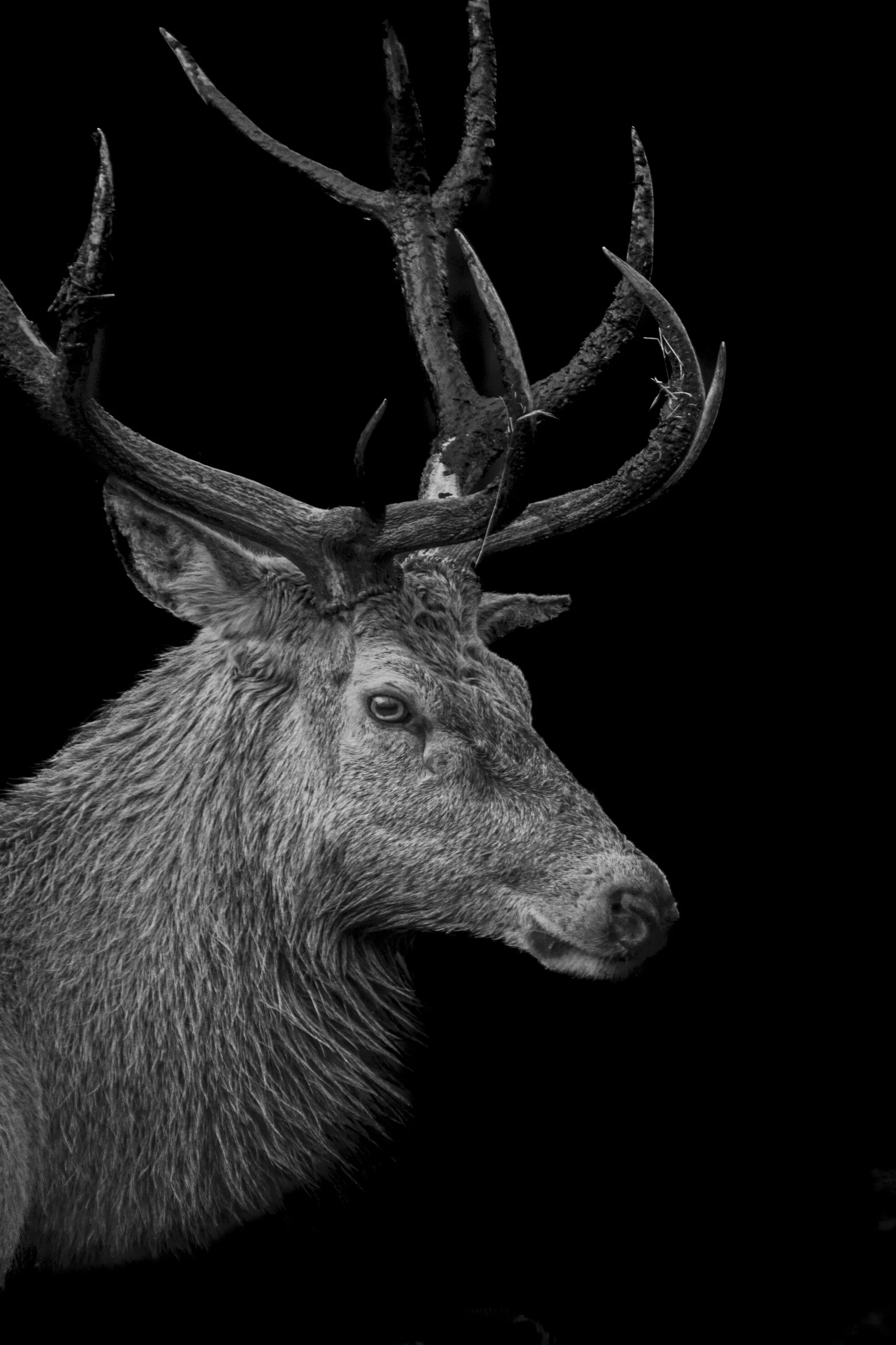Deer