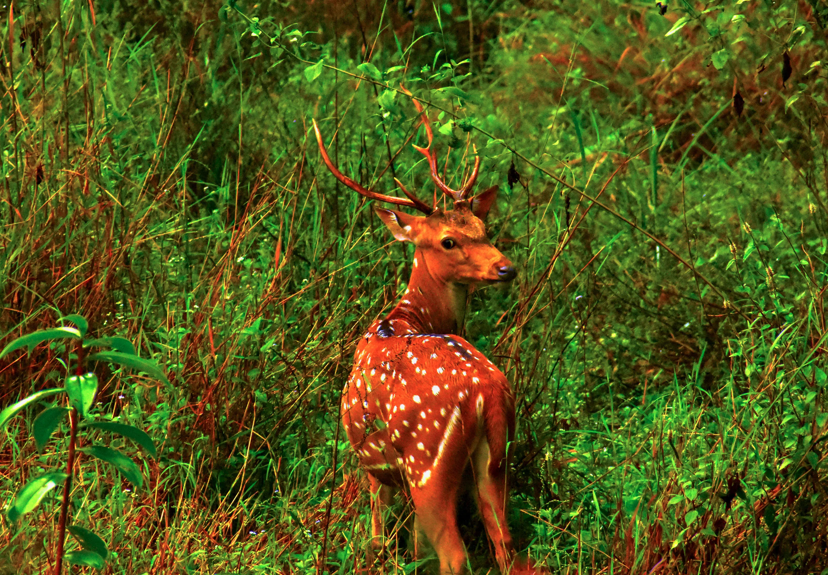 Beauty lies in the nature