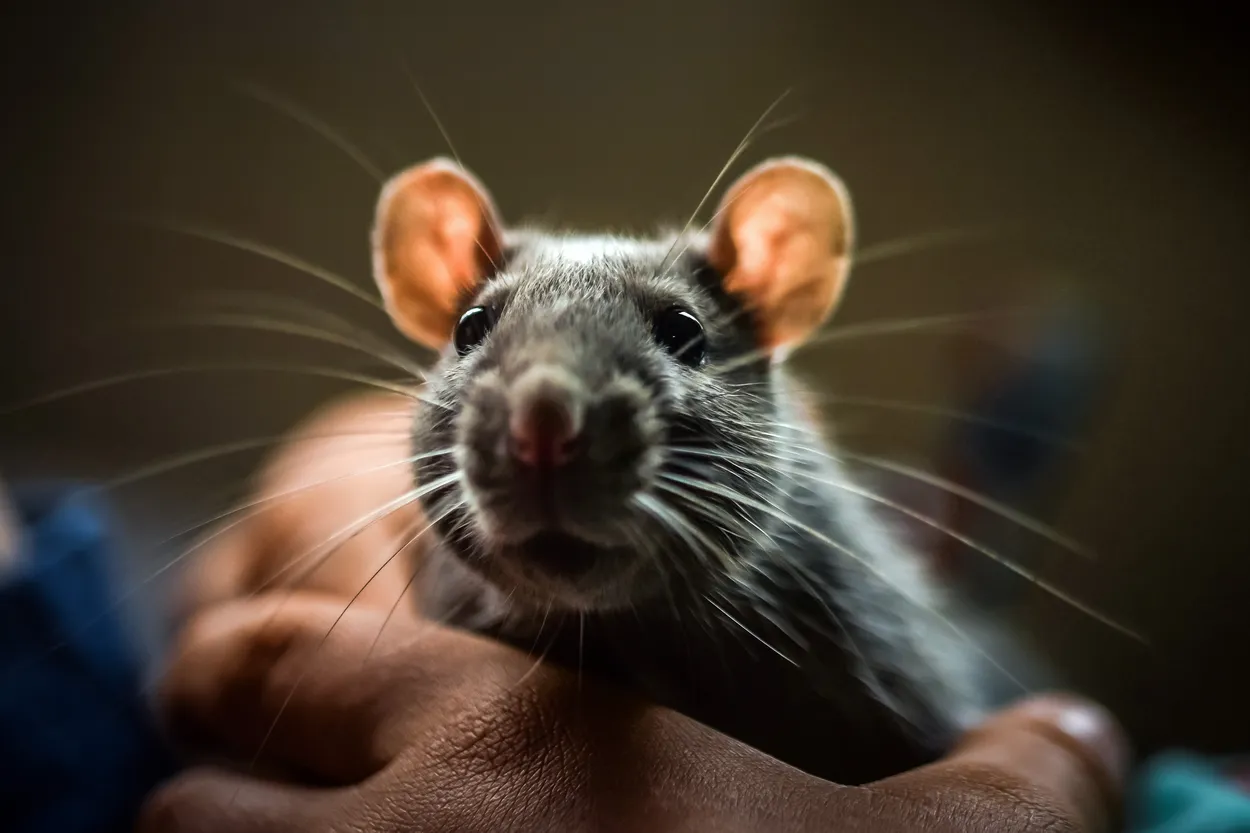Of rats and men
