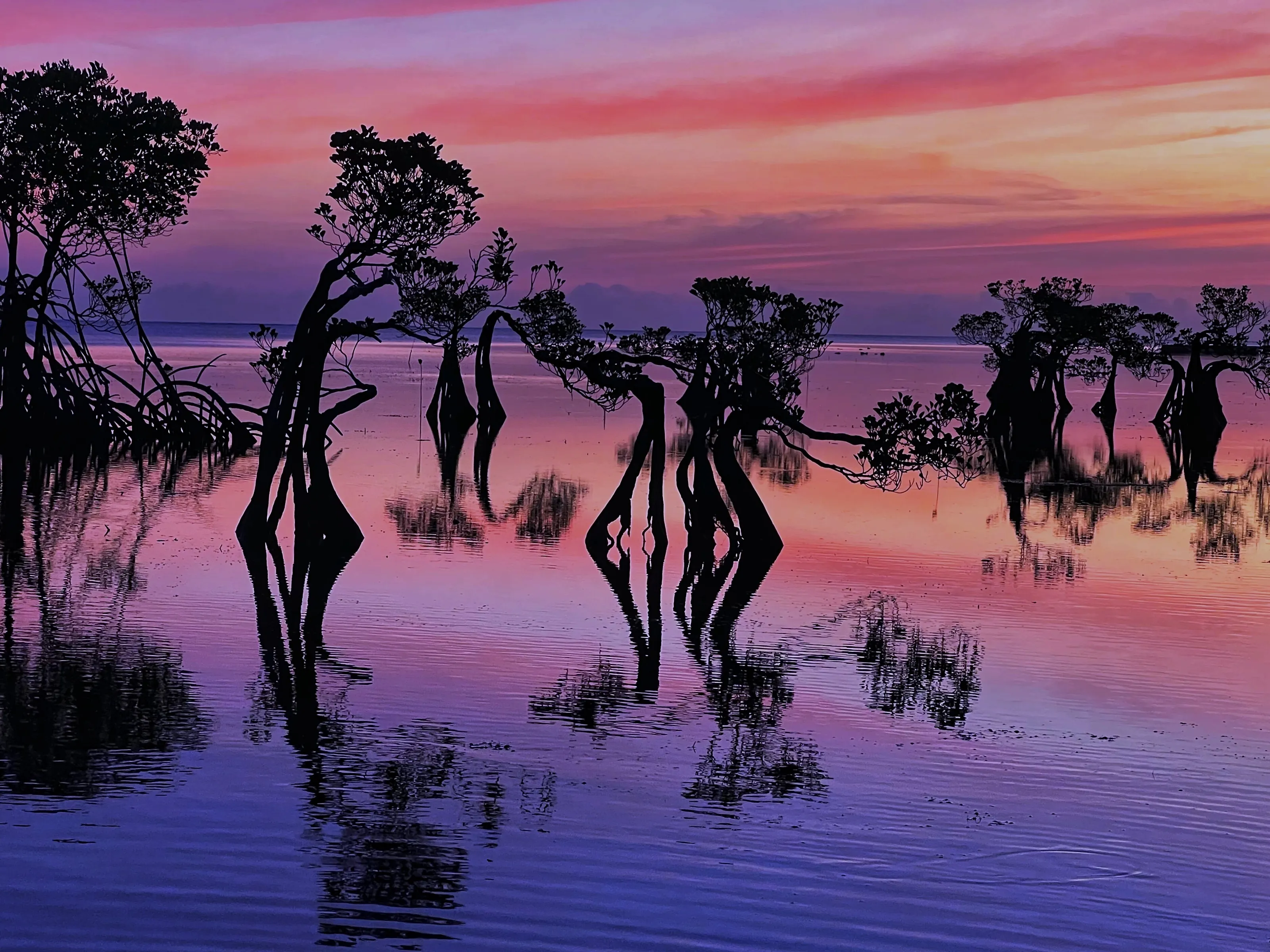 Dancing Mangrove