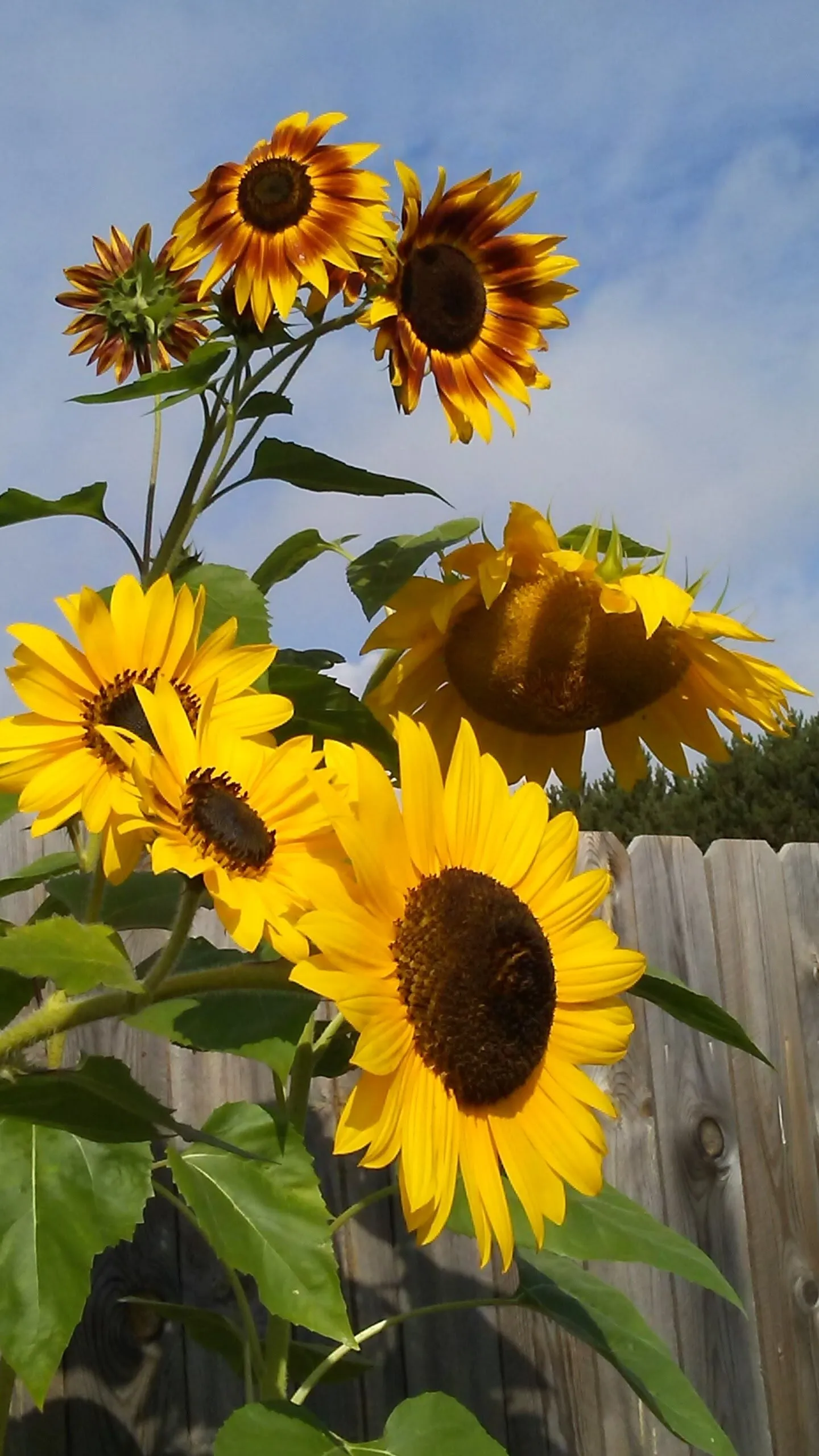 Sunflowers Galore