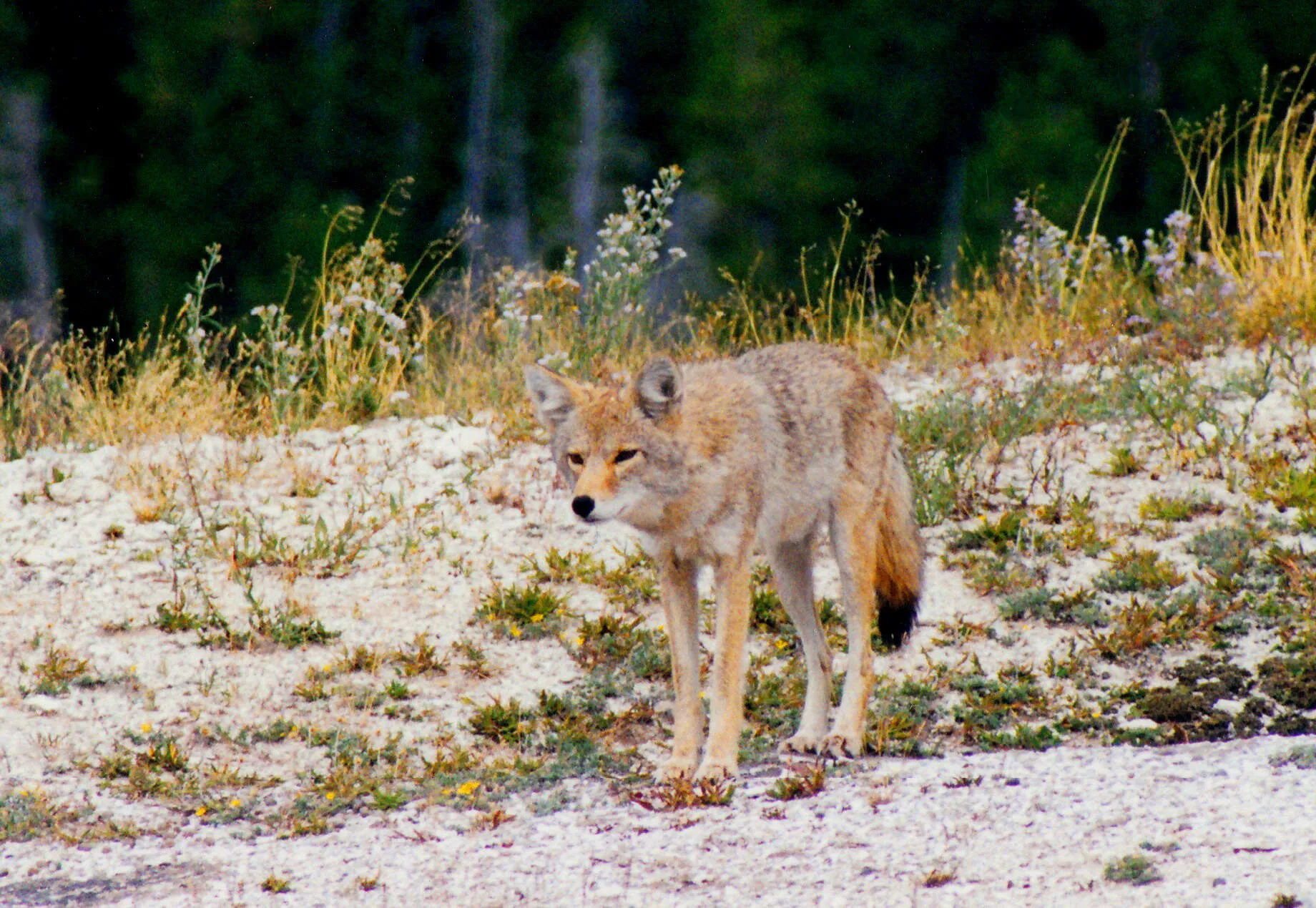 Red Fox ready to jump on its prey