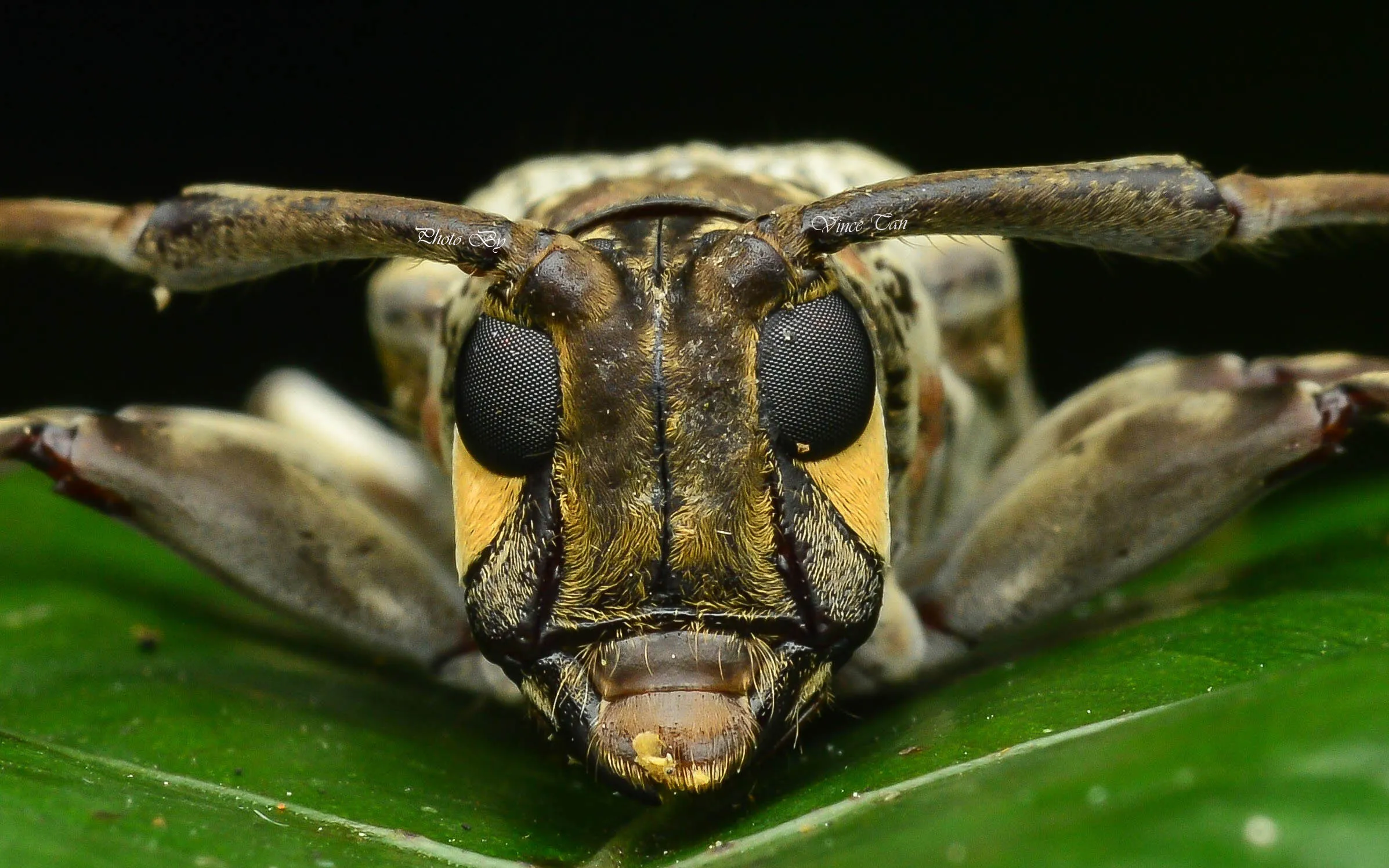 Macro
