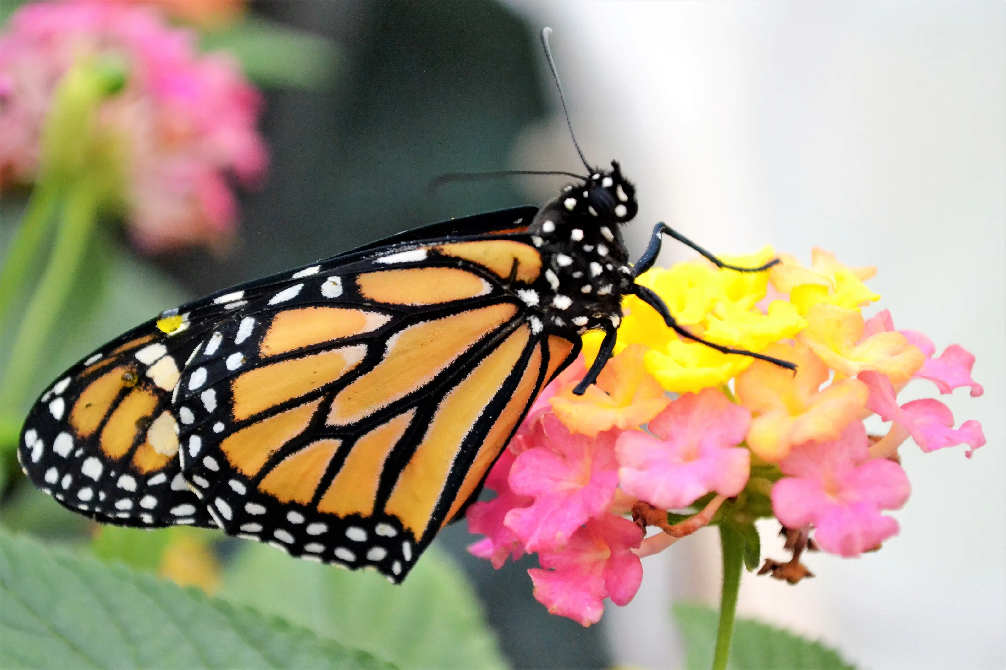 Butterfly 🦋
