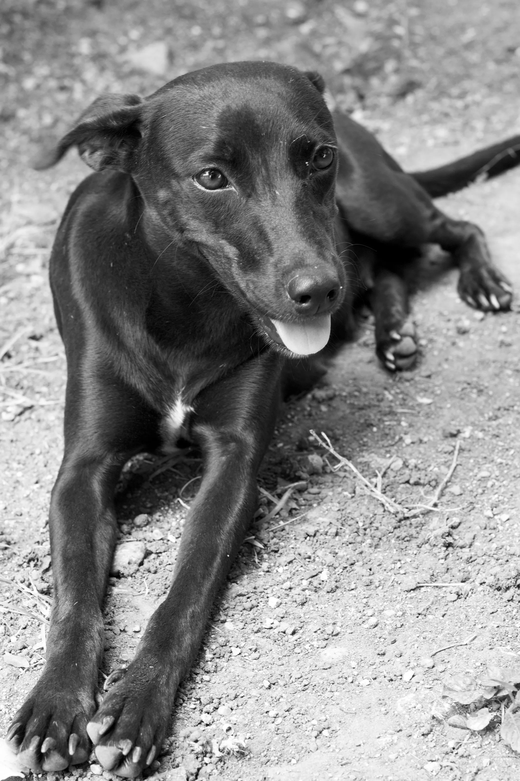 Black Dog