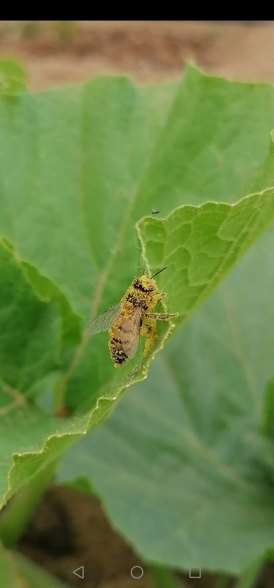 Buzy bee
