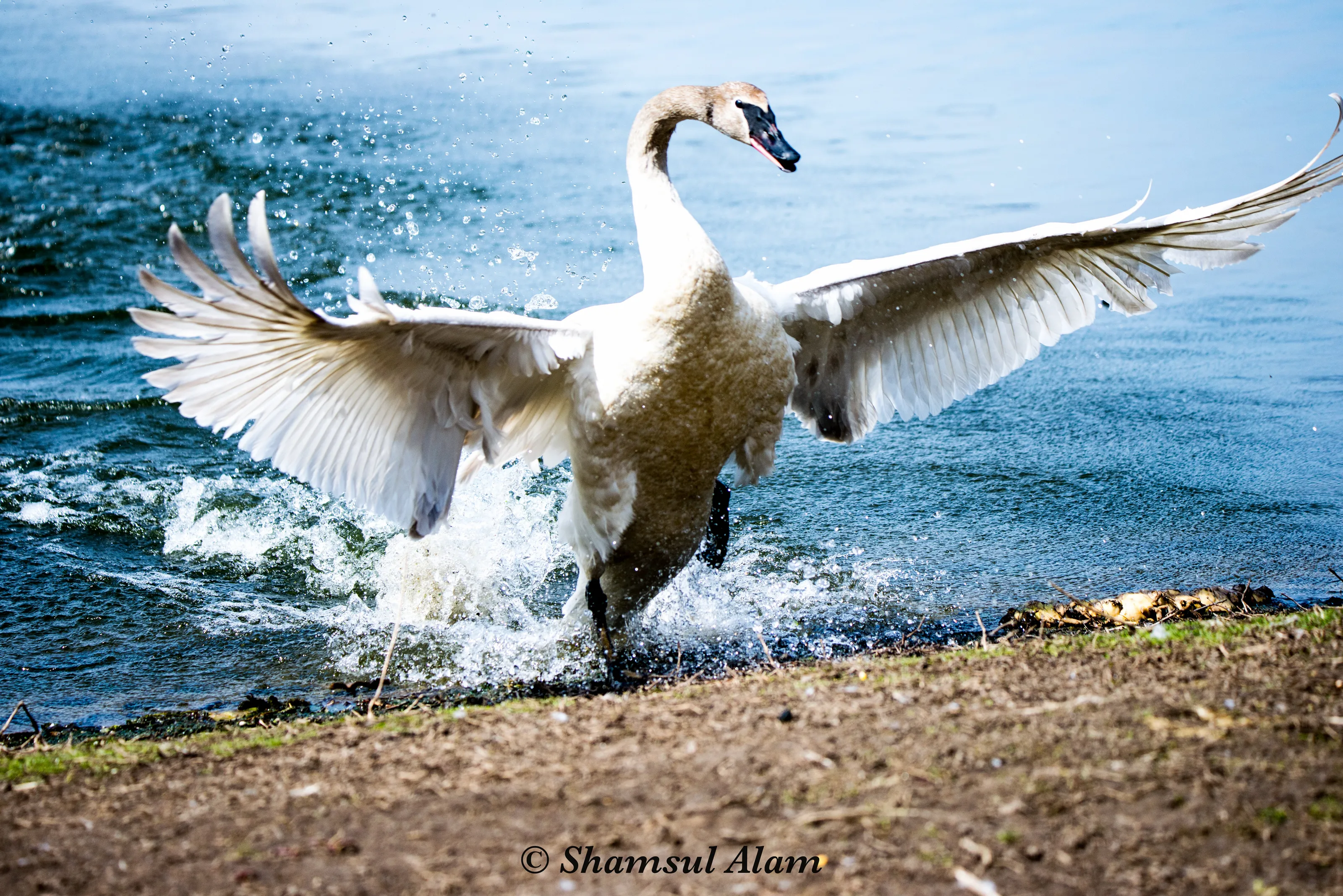 Majestic swan