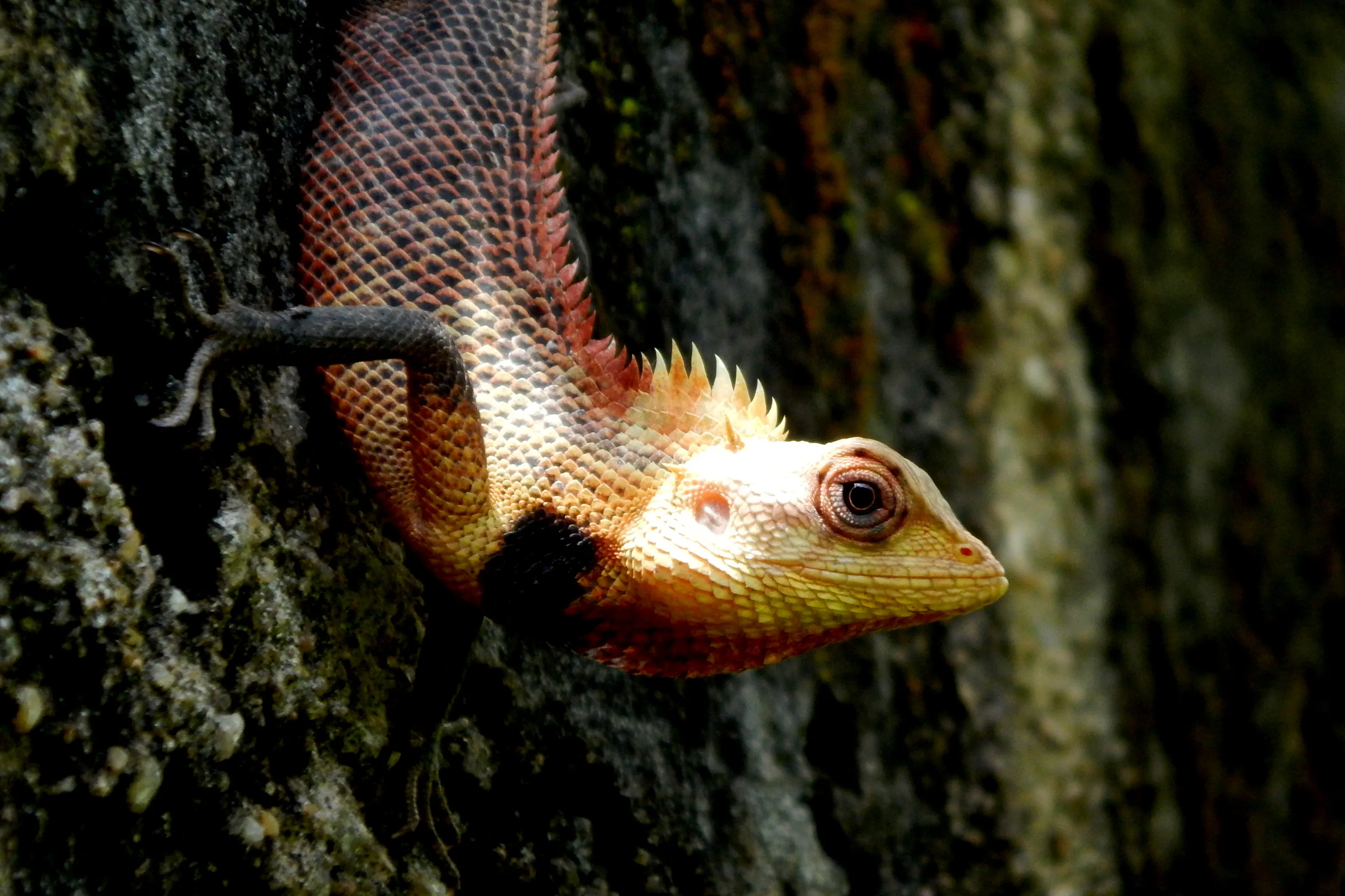 Lizard