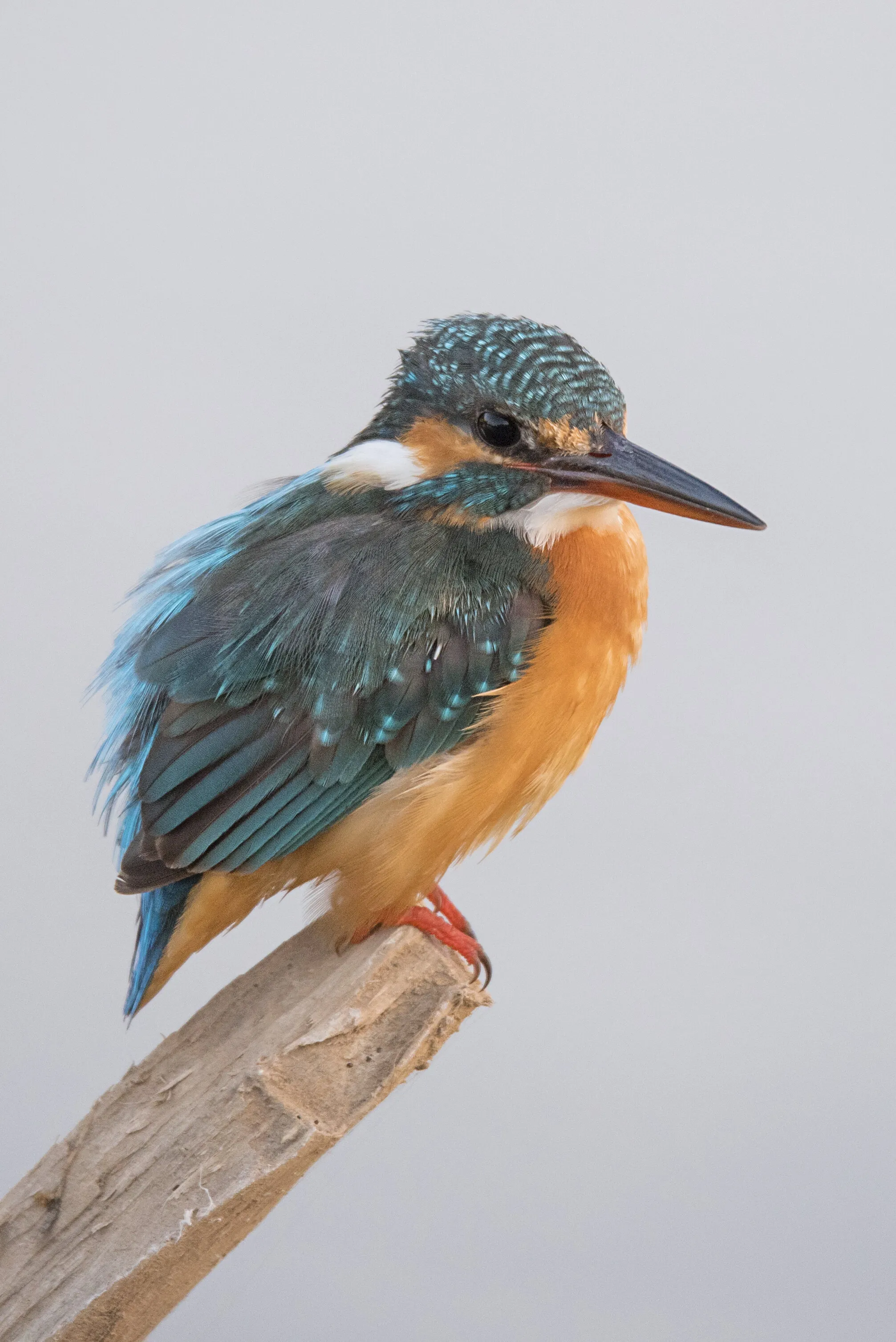 My friend! (the female Common Kingfisher)