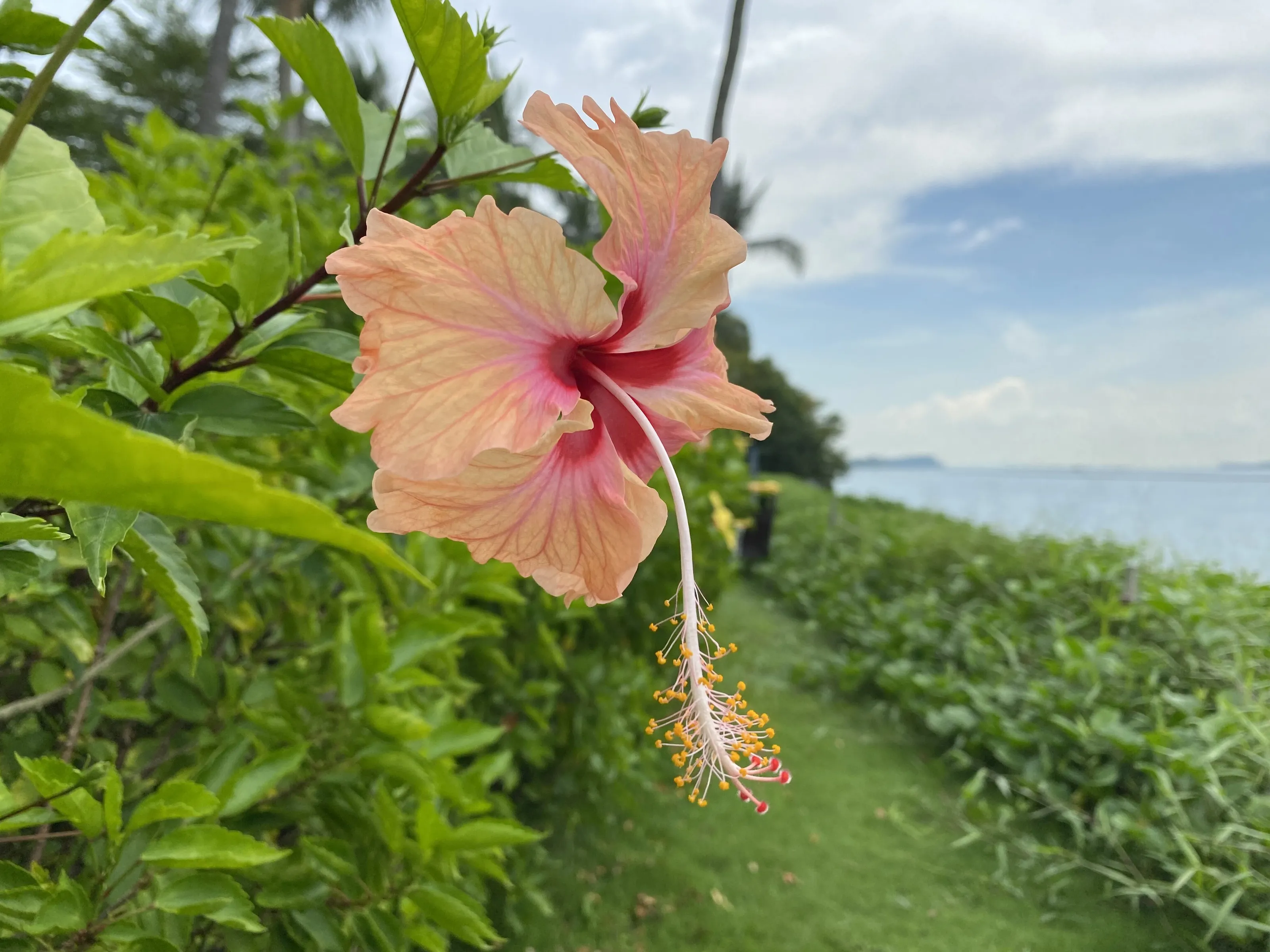 Hibiscus flower