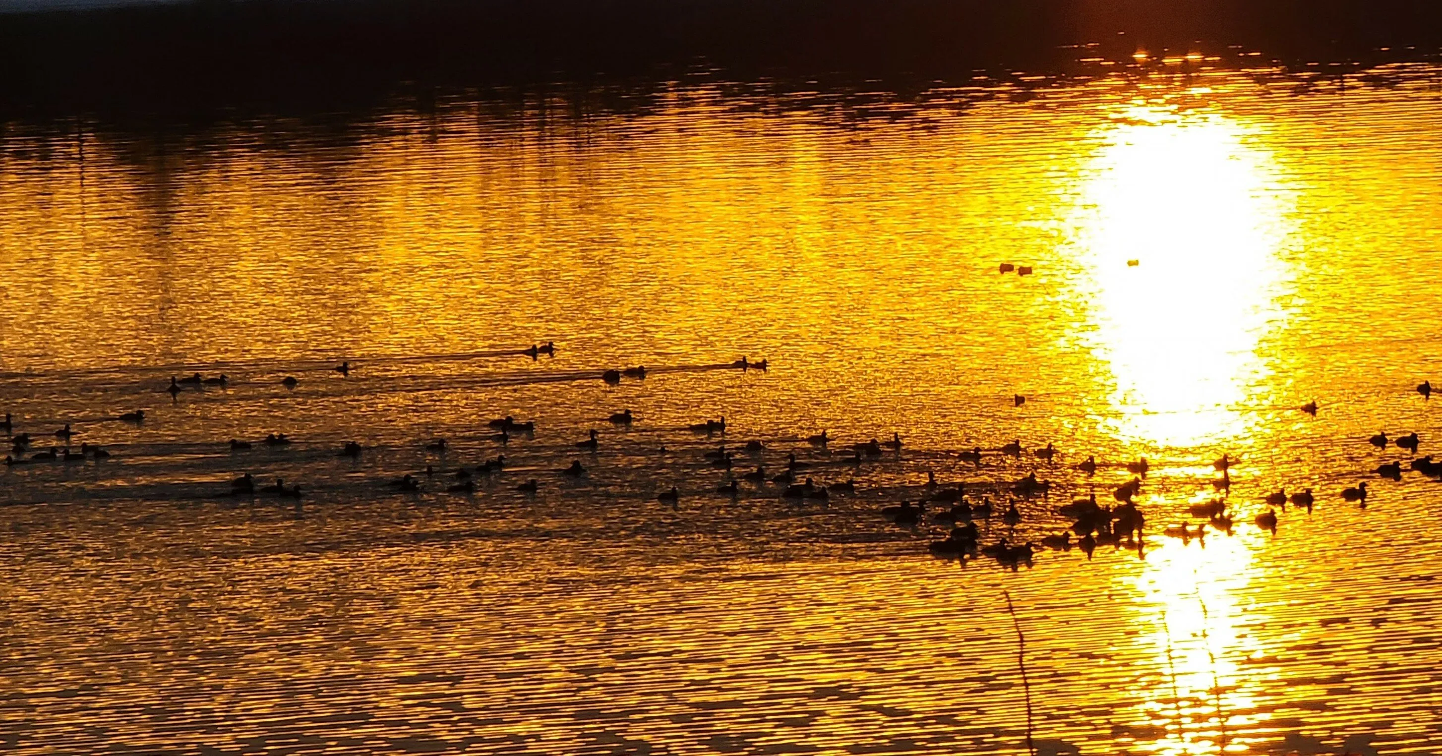 northern Canadian ducks
