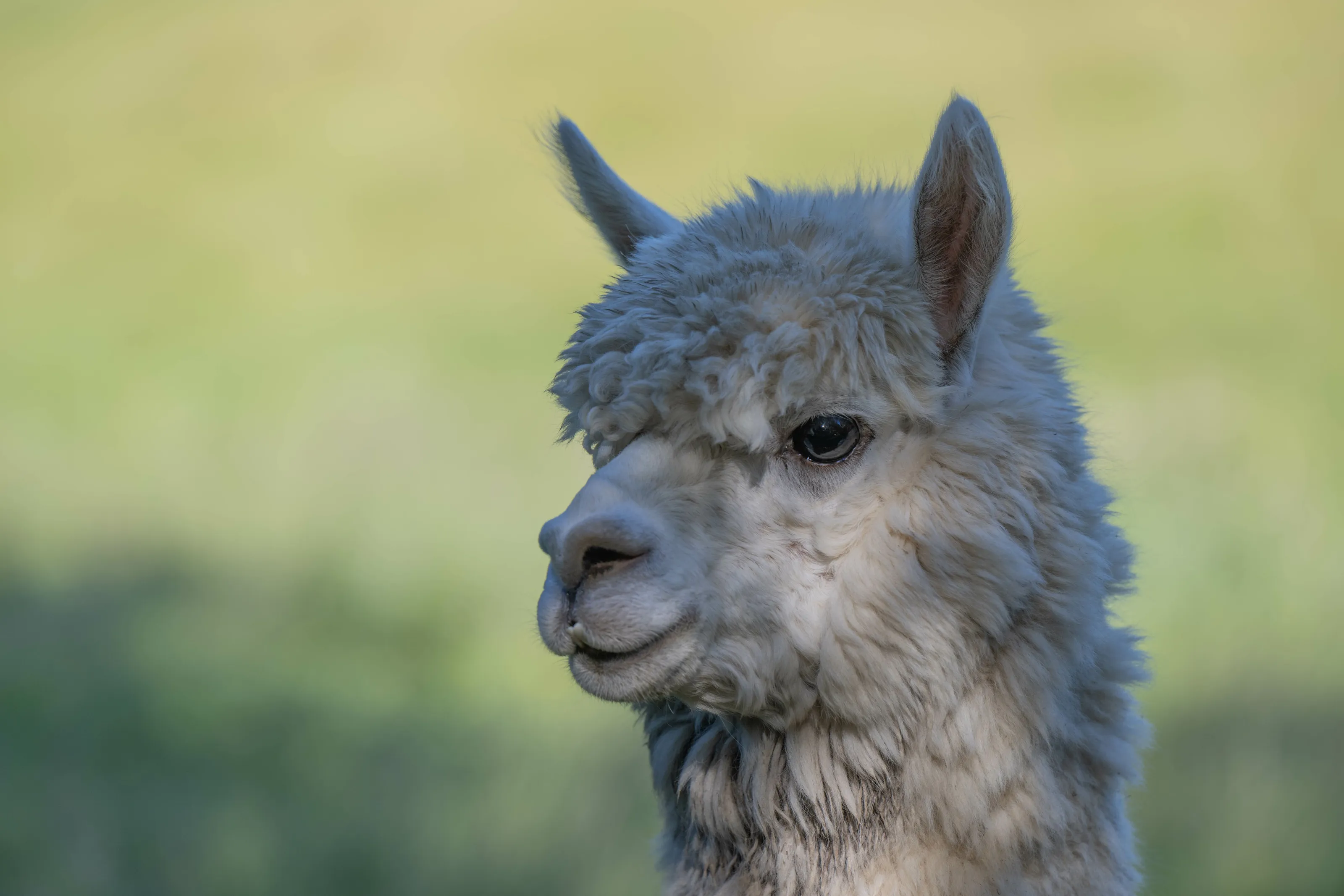 Astrid the alpaca