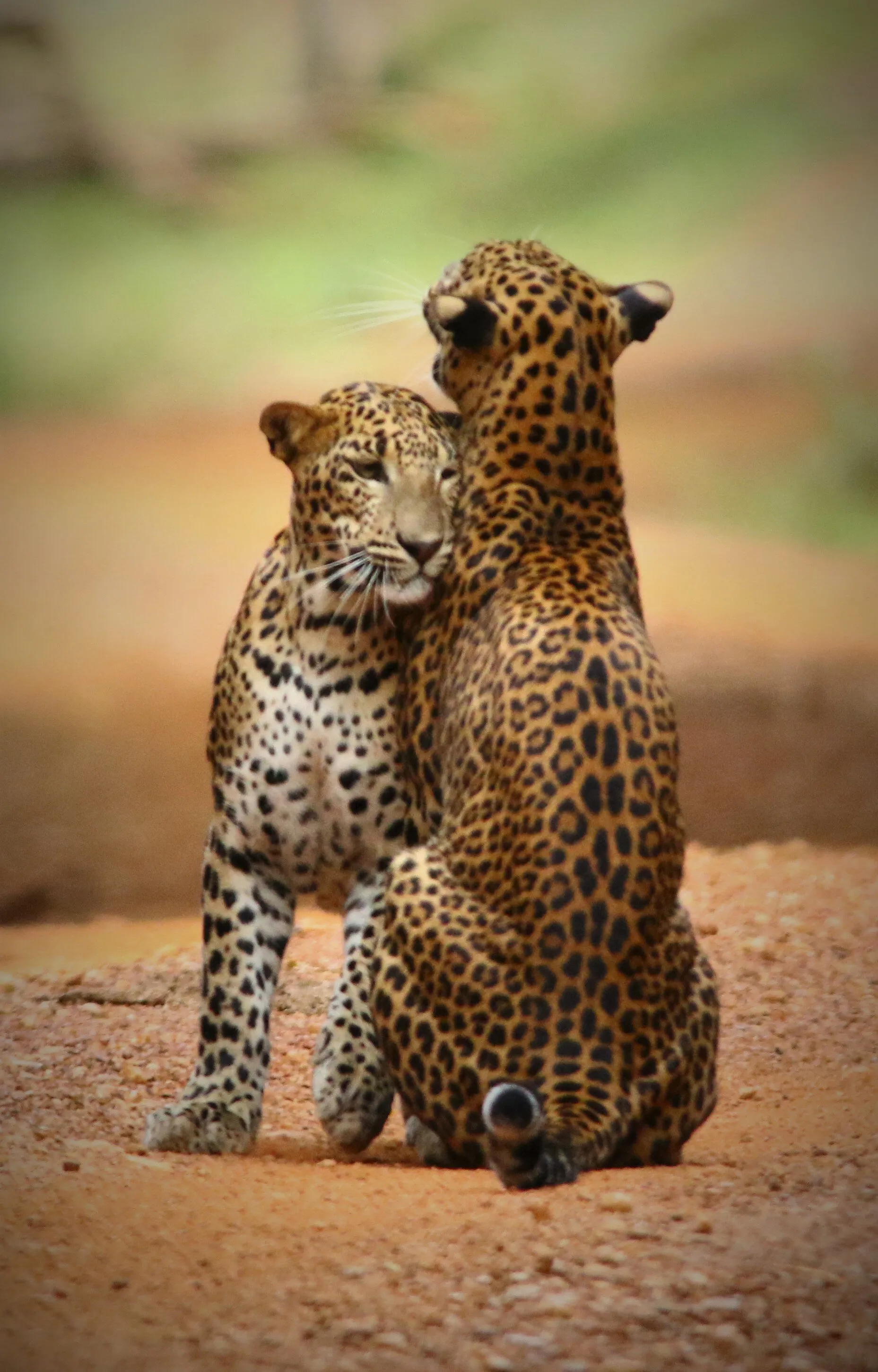 Affection