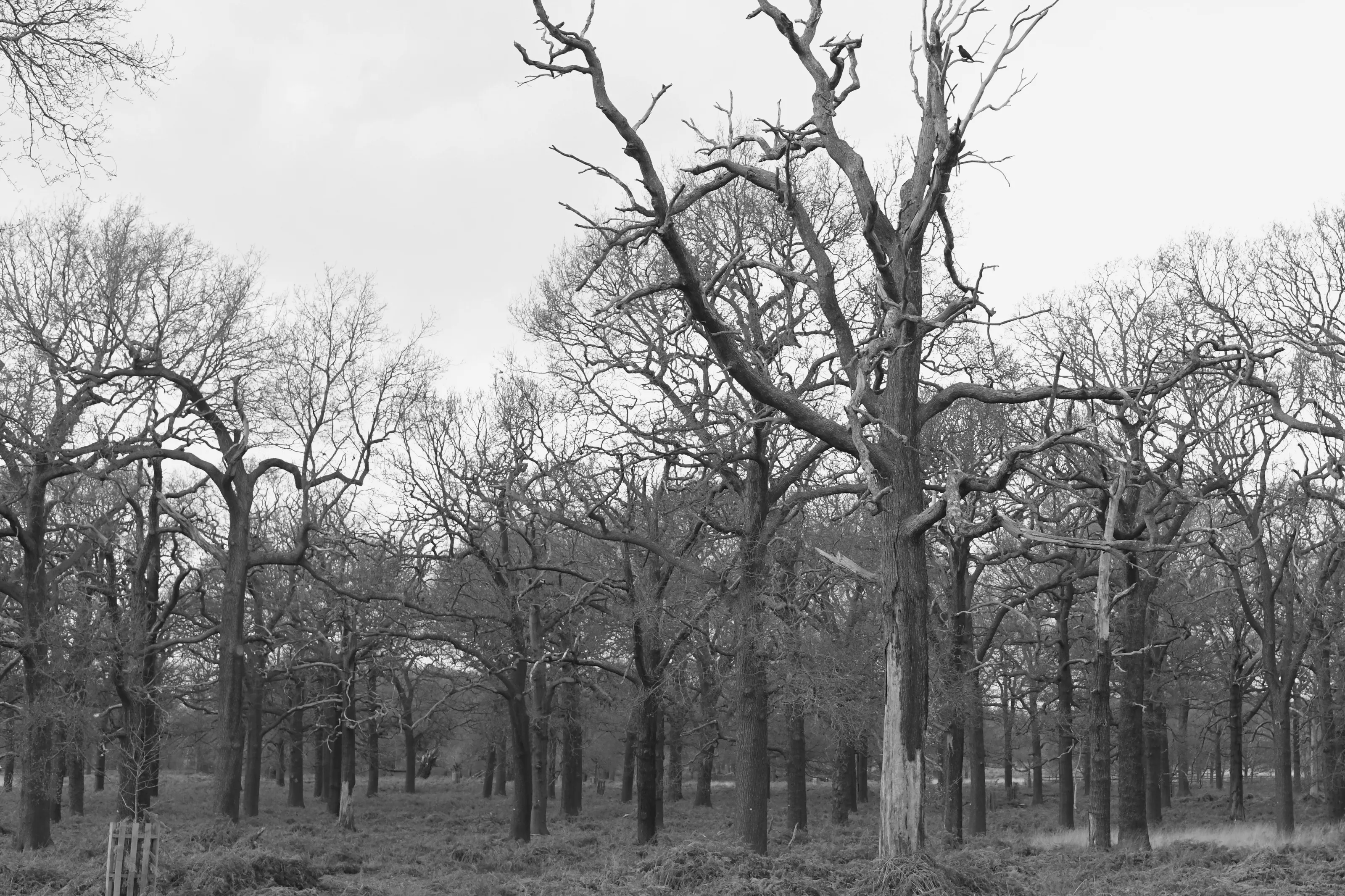 Dead trees