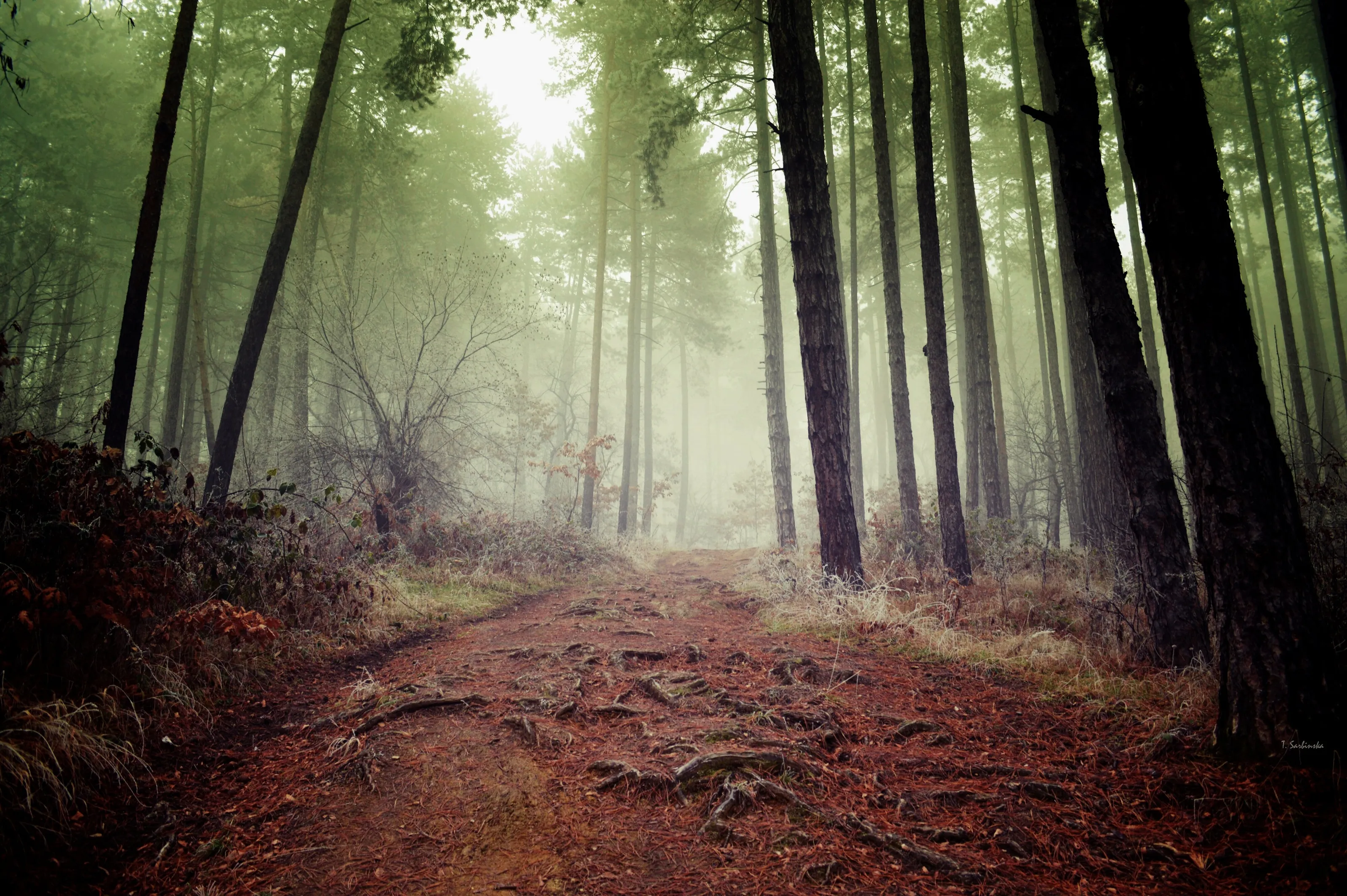 Mystic forest