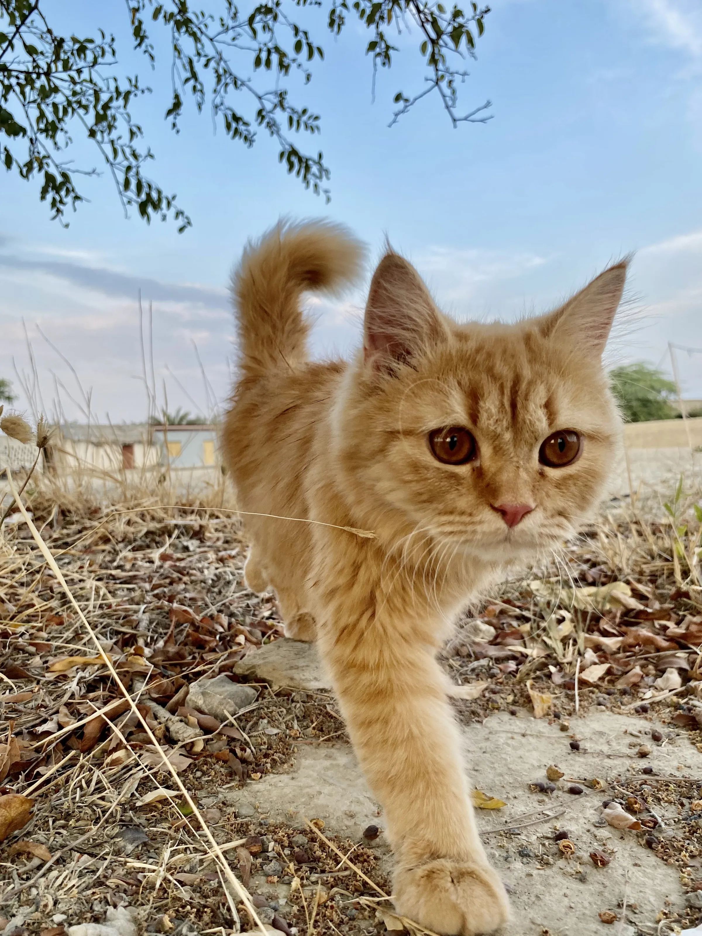 Miko