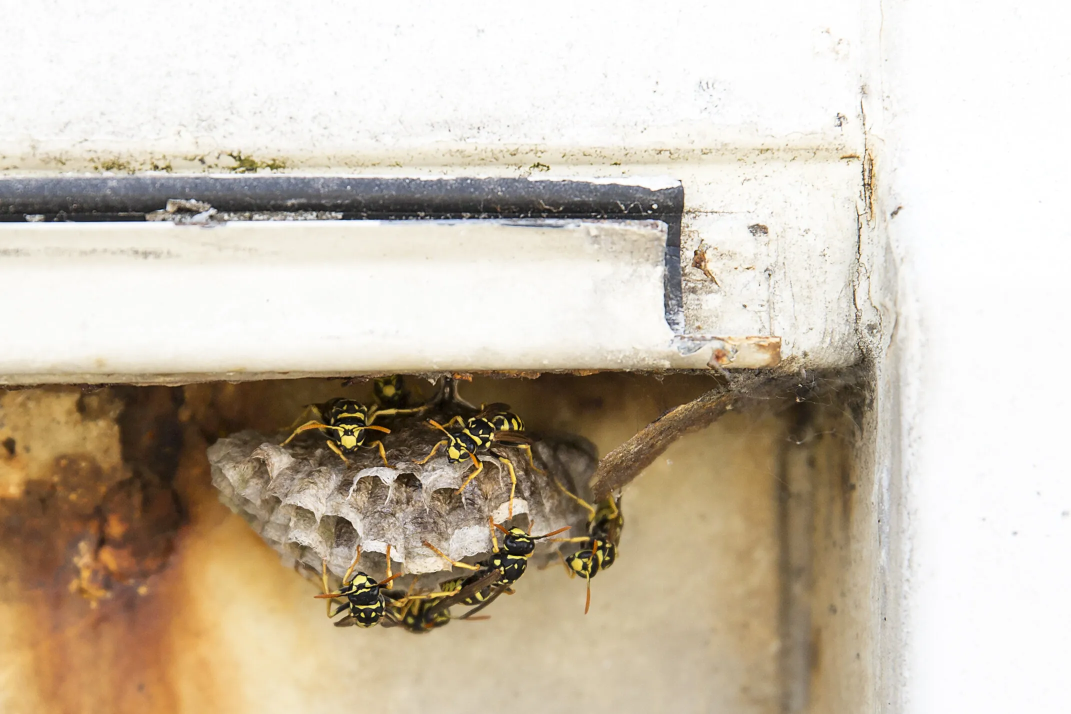 Wasps at Work