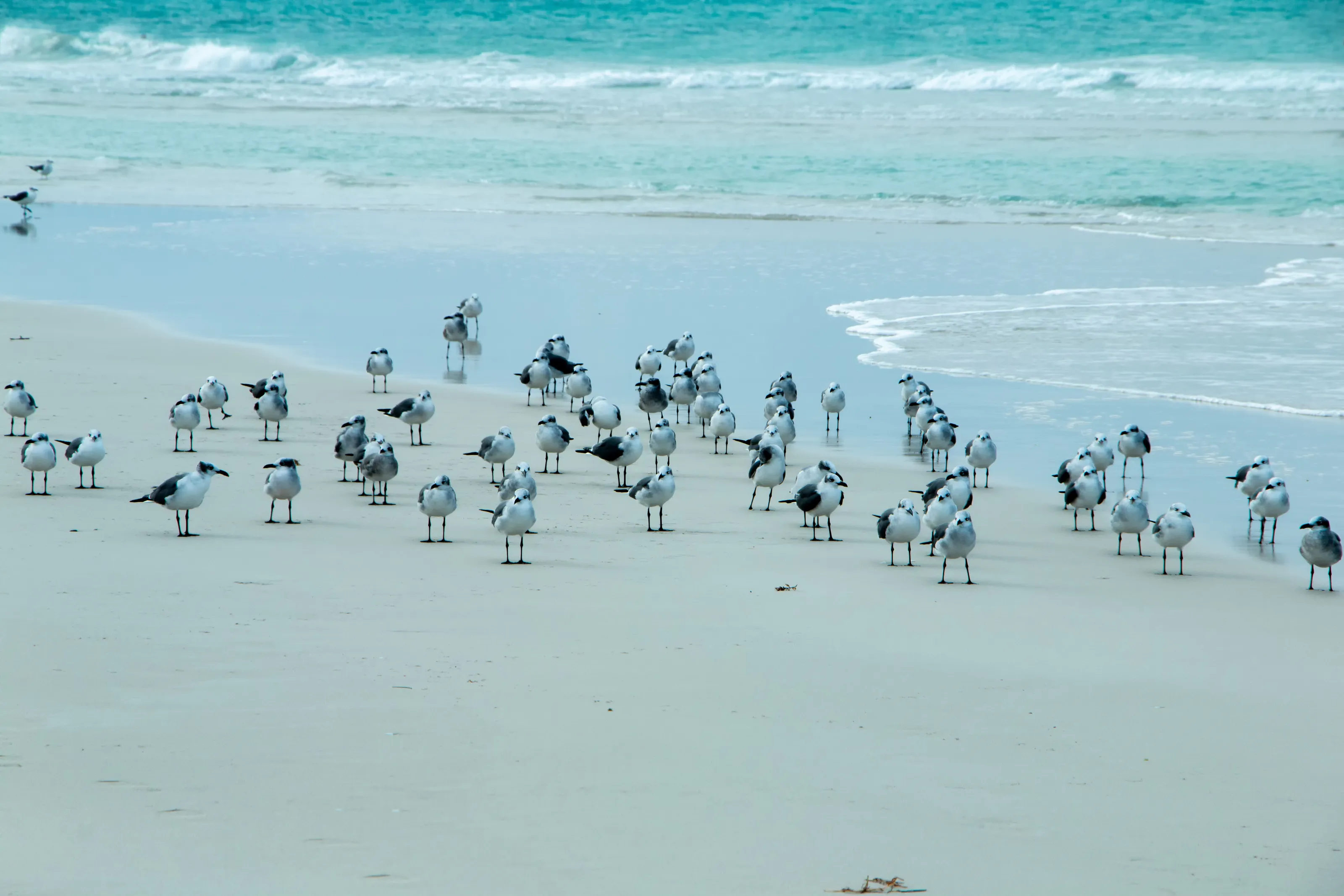 Natuer"s seagull