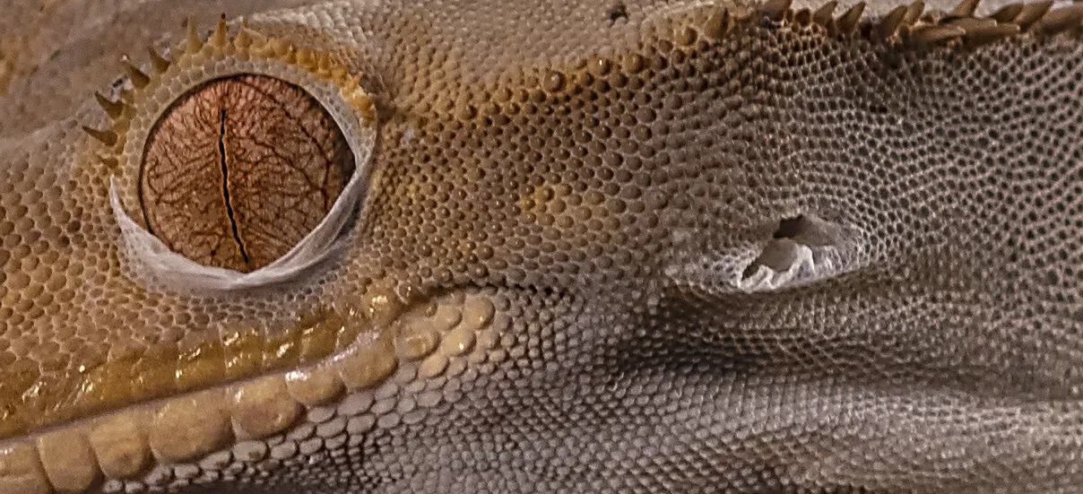 Entry 23464515