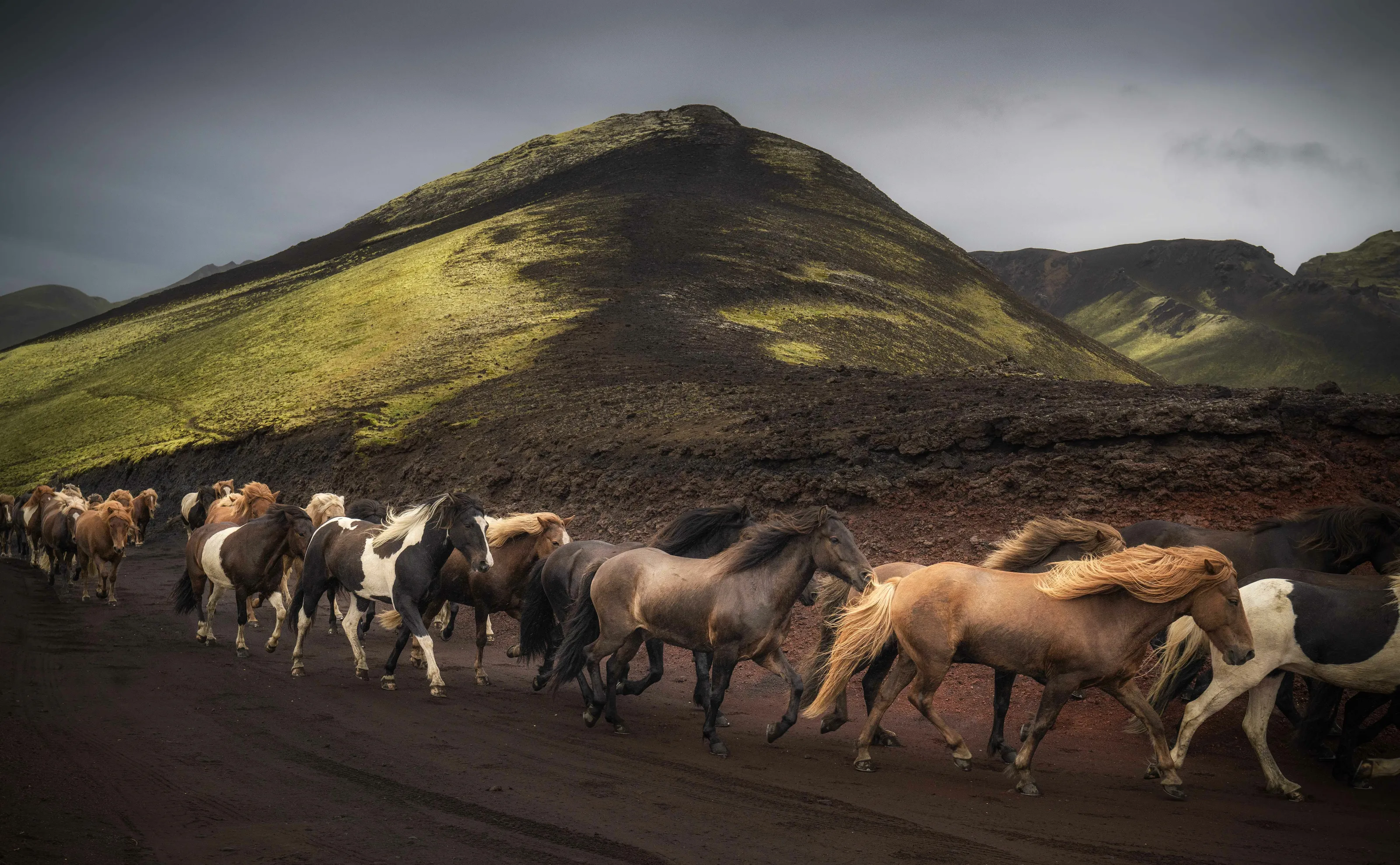 Dream of Wild Horses