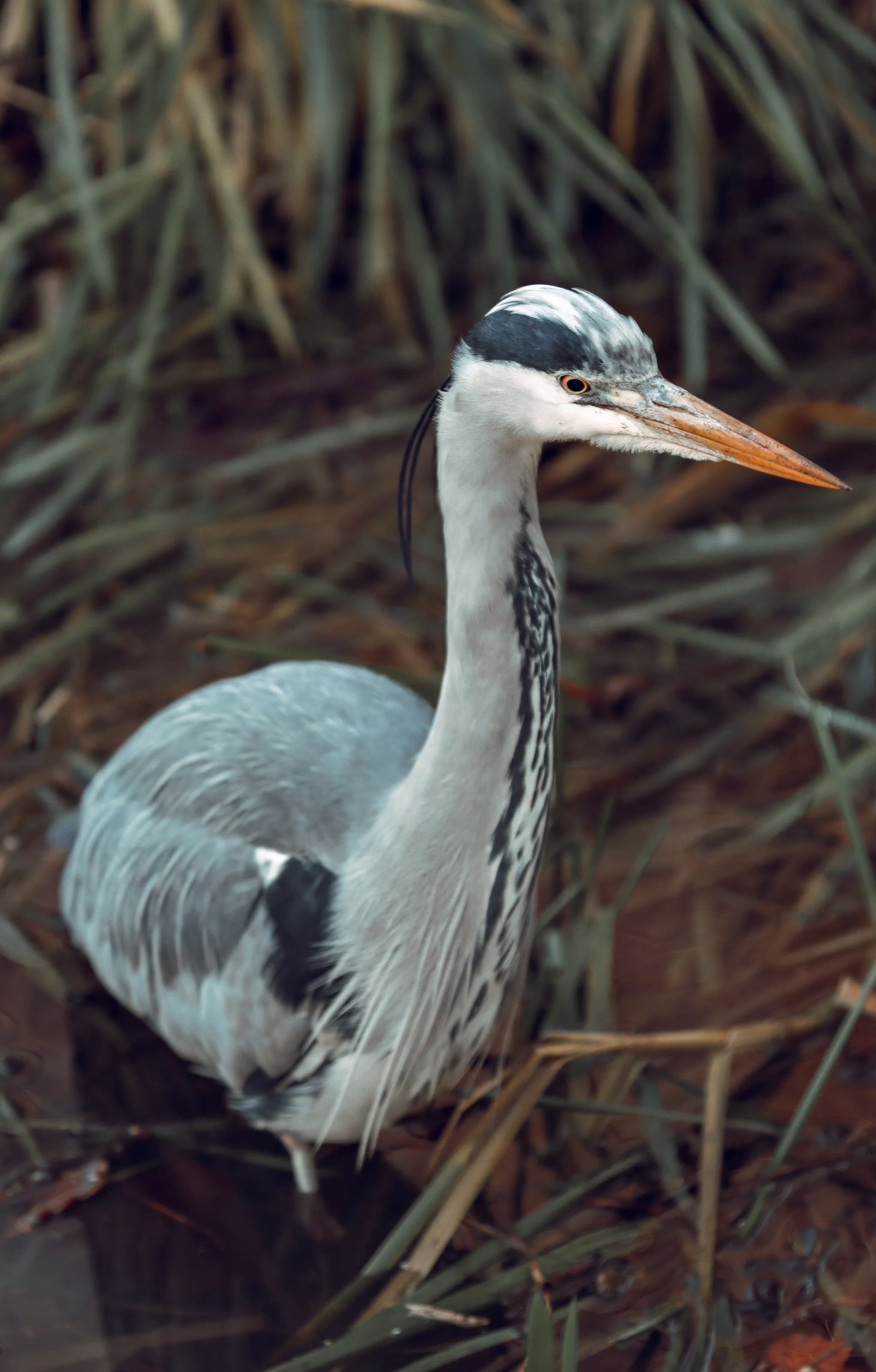 The Watchful Heron